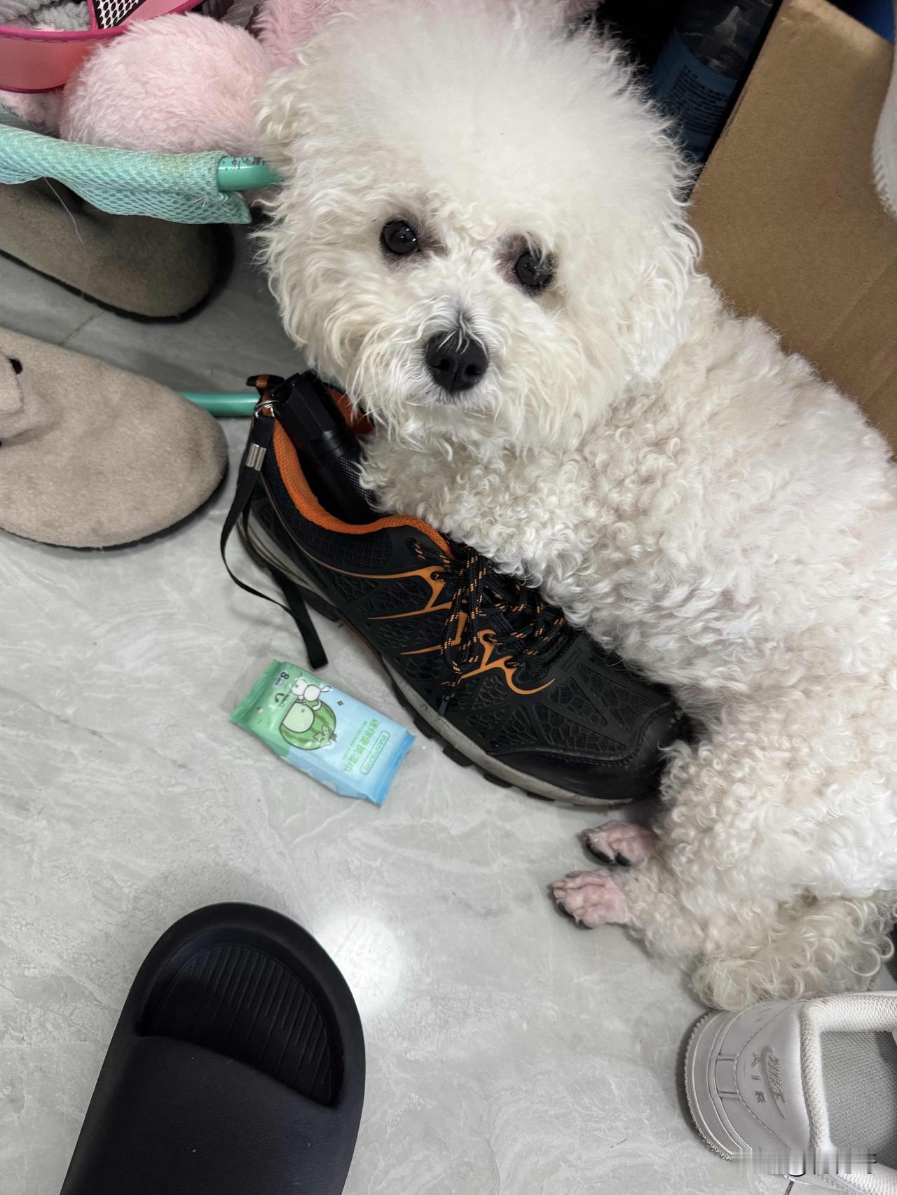 有和我家小比熊这样的吗？舒服狗窝不睡，偏要趴在鞋上睡，还一副惬意模样。跟它说回窝