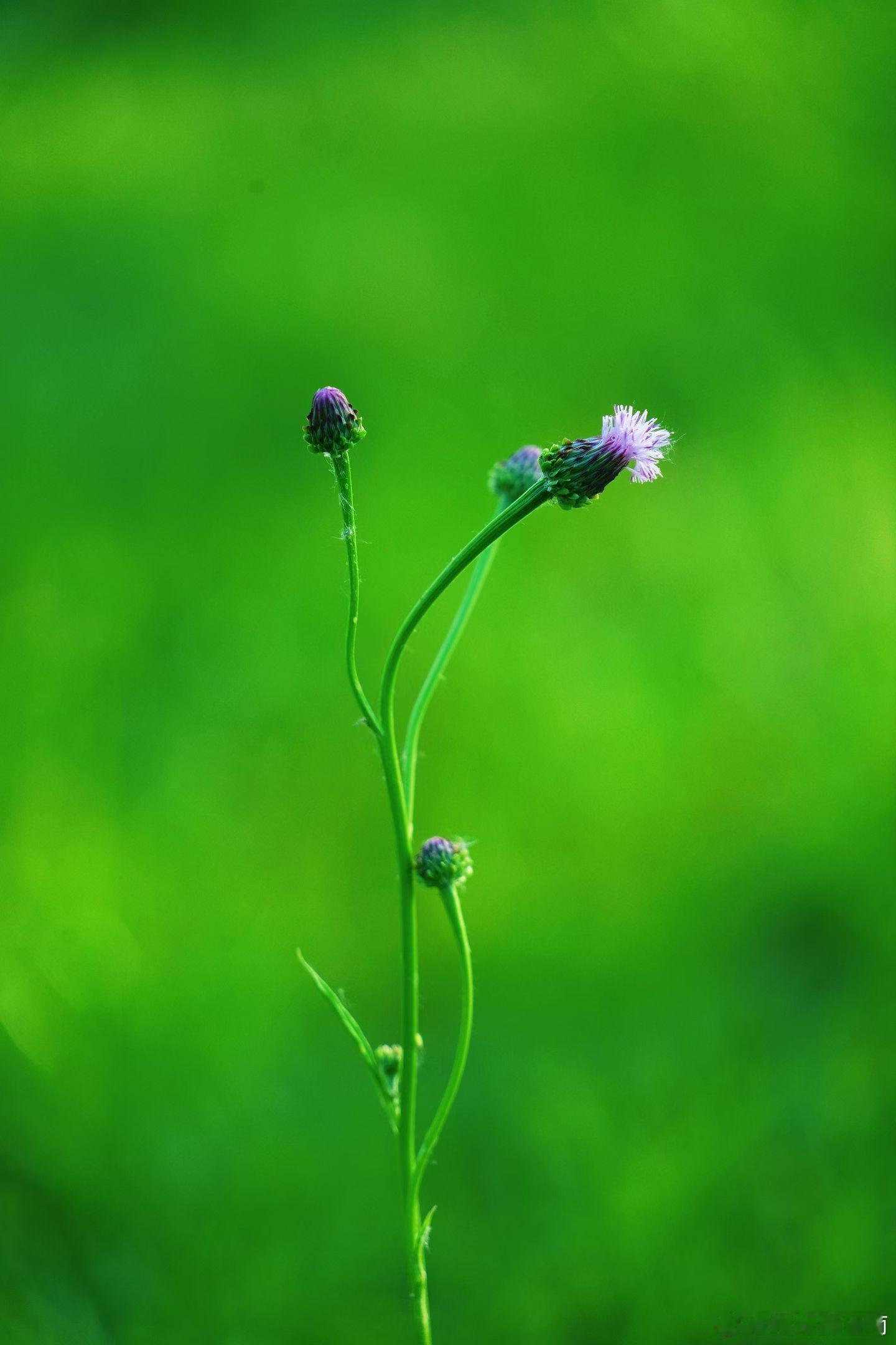 哲思呓语 生活最好的解药：自愈、自渡、自省、自在。早安 情感语录