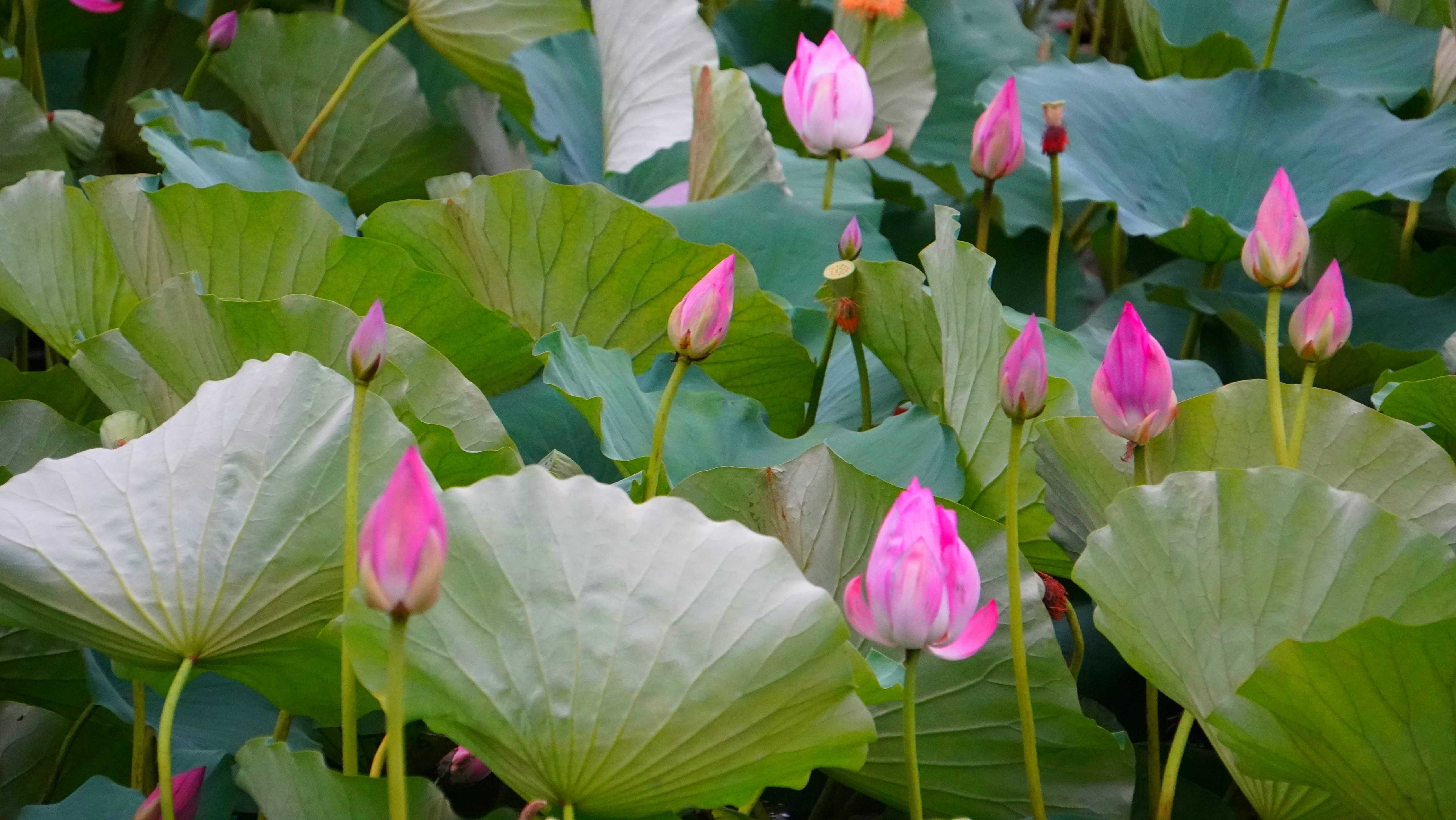 拥红妆，翻翠盖，花影暗南浦。#寻美中国##纪实摄影# ​​​