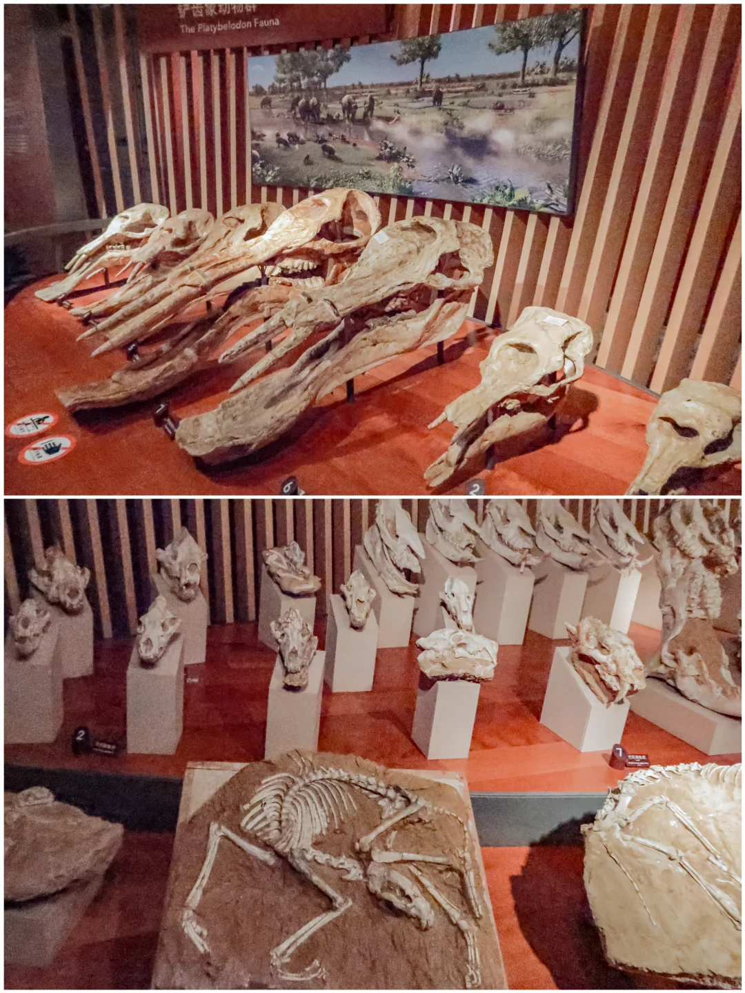 上海旅行 | 市区遛娃，就去自然博物馆