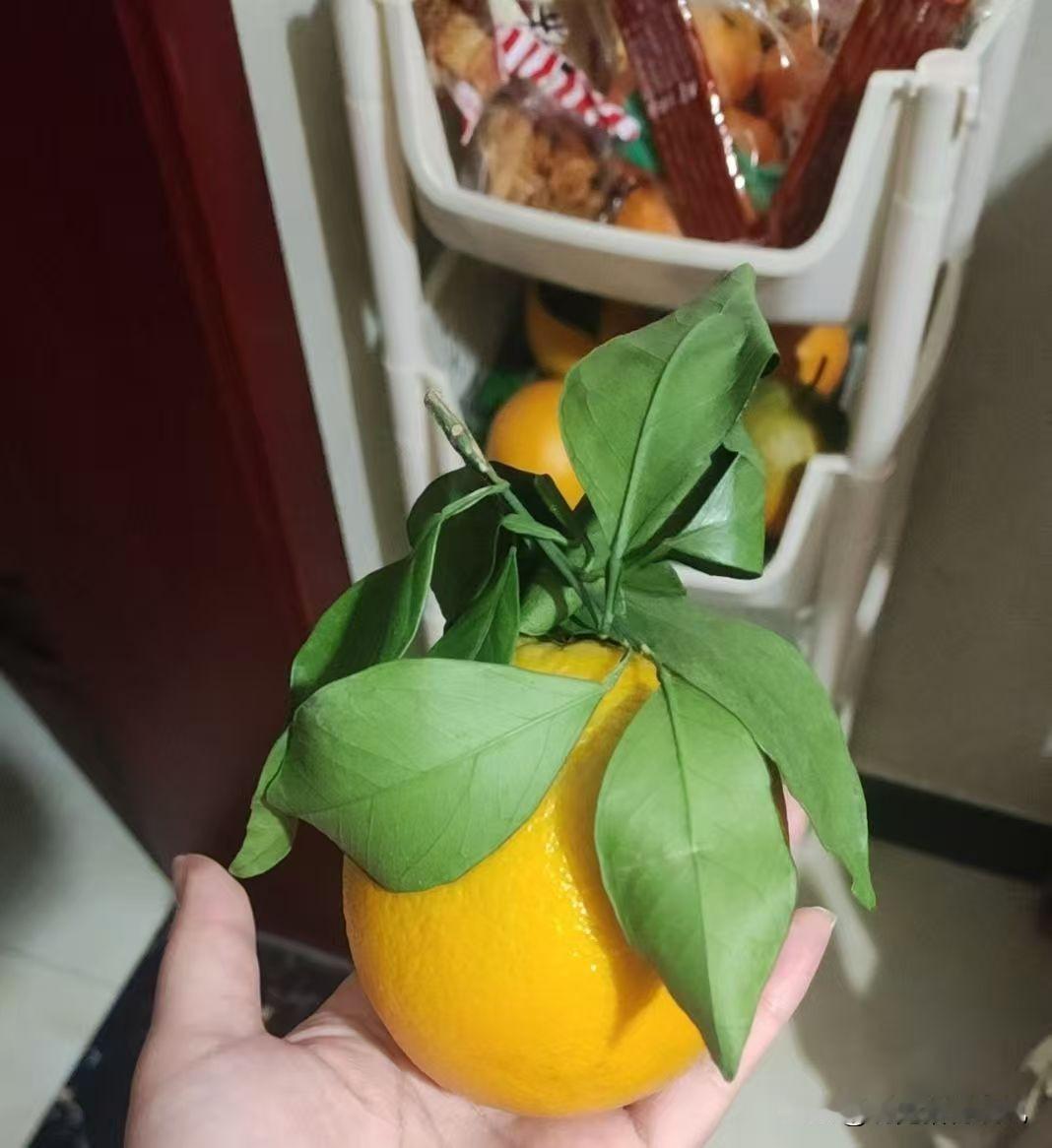 咱就说今天这橙子直接给我整懵圈了！这叶子绿得晃眼，枝桠都带着刚摘的脆劲儿，果皮黄