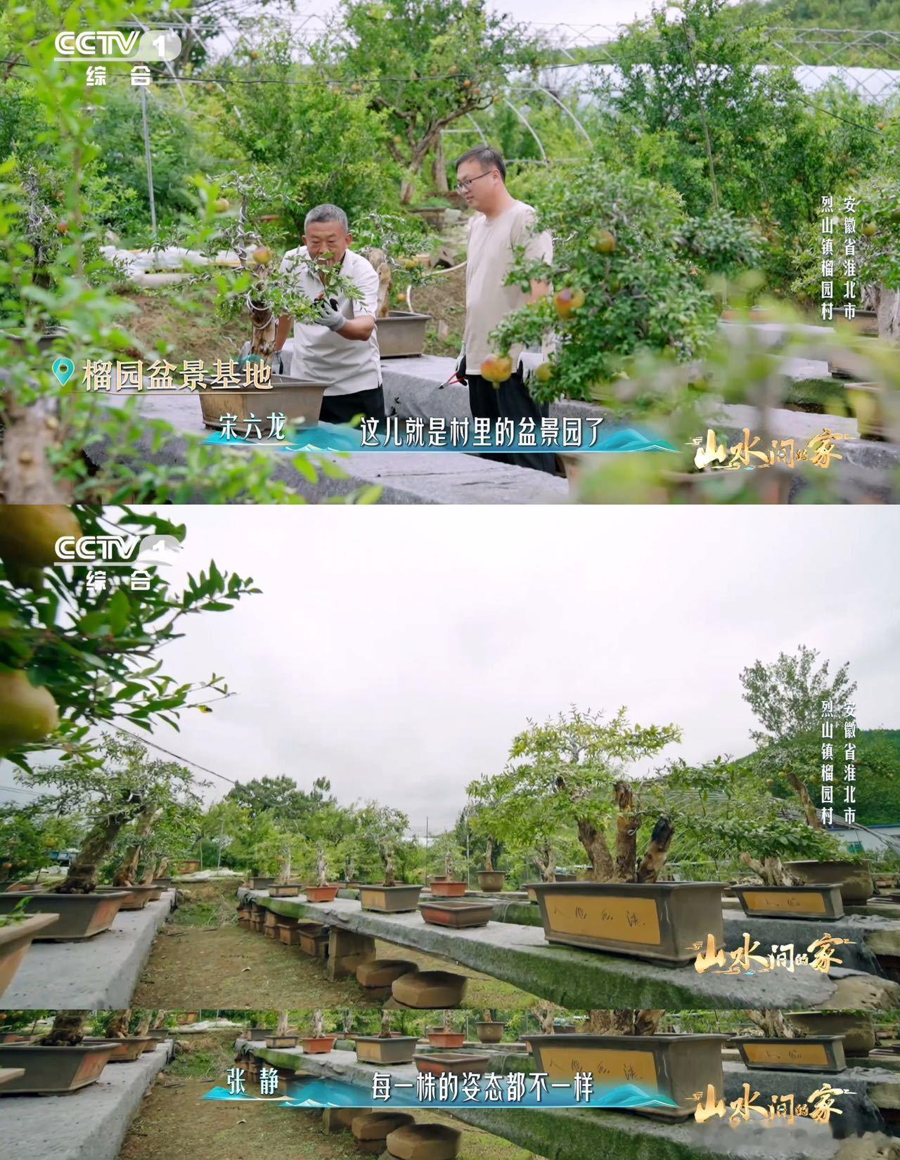 中国人欣赏盆景的血脉觉醒了已经到能欣赏盆景的年纪了 果然到岁数就爱盆景，石榴盆景