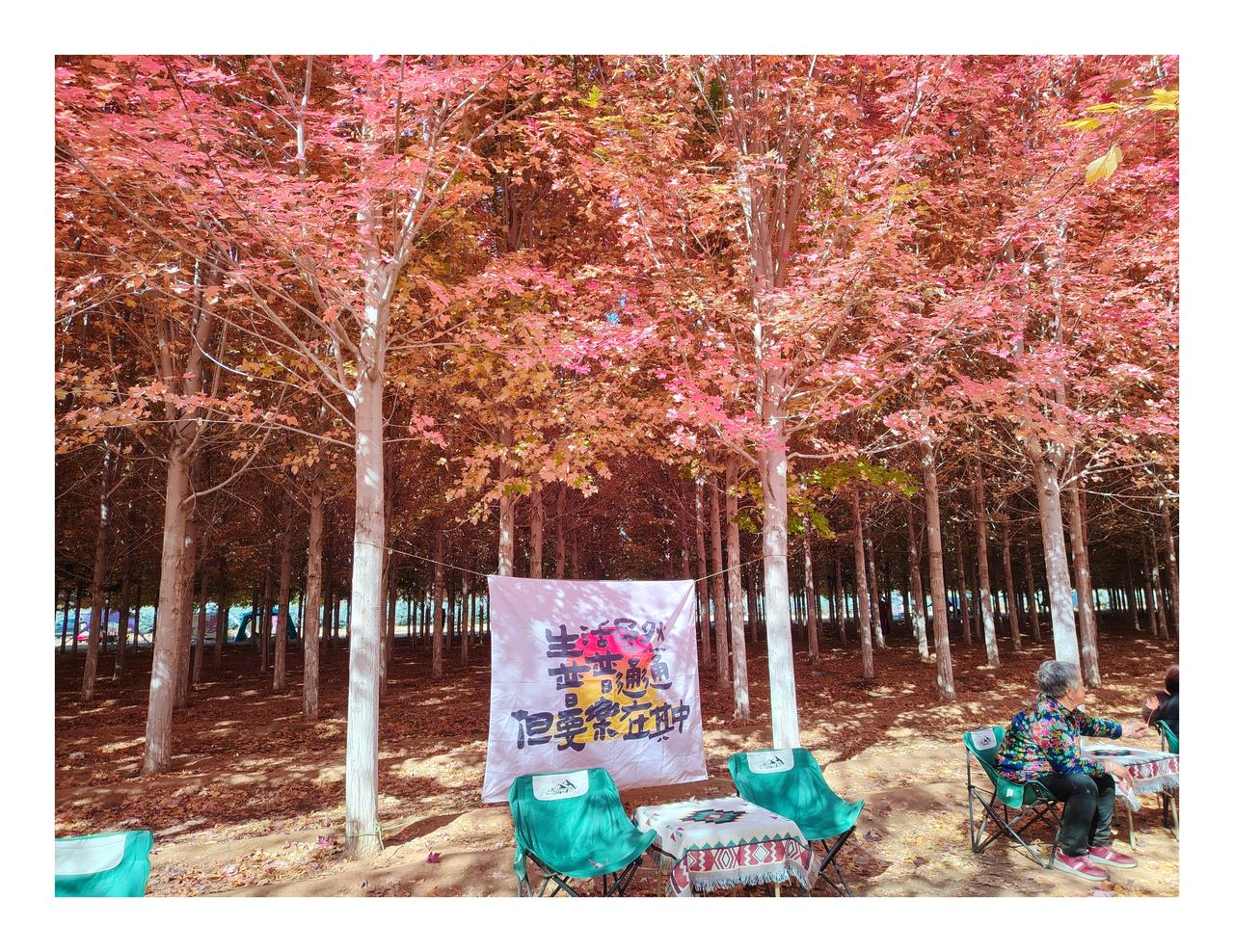 秋…红枫林
迎风驰骋百公里🚲奔赴山野，只为邂逅那一抹秋日🍂