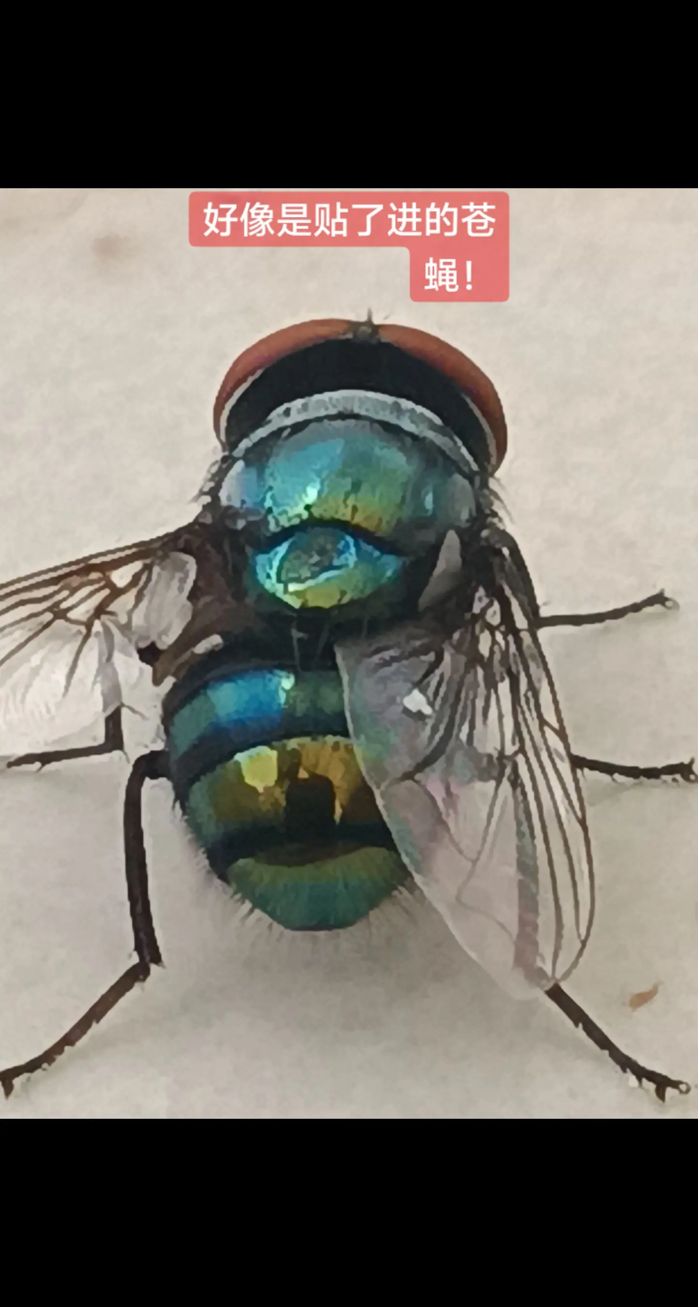 比喻成腐败分子的苍蝇！