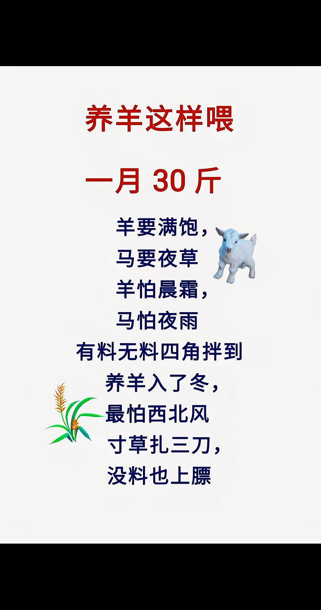 养牛羊 农村养羊