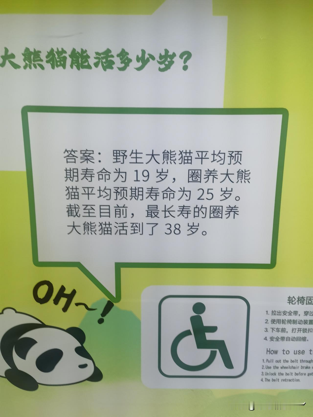 最长寿的圈养大熊猫竟然活到了38岁，要知道野生的大熊猫平均寿命才19岁，这也充分