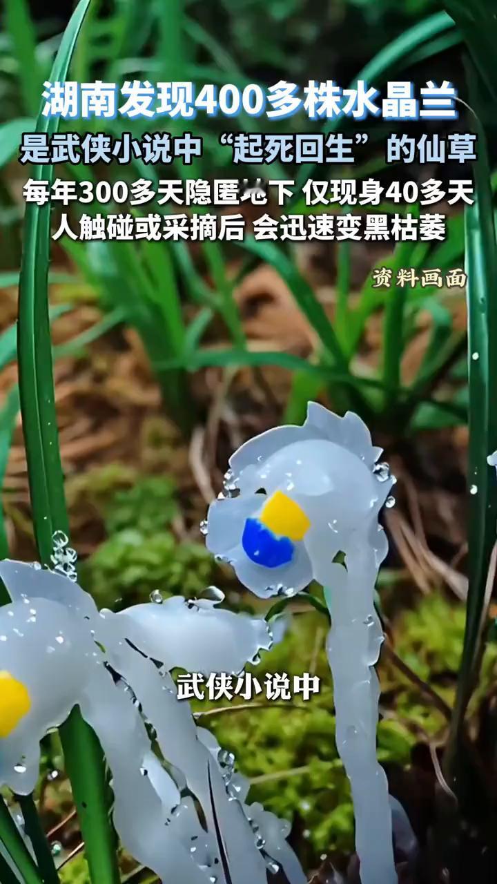 湖南发现400多株水晶兰，是武侠小说中"起死回生"的仙草。
实习主播孙嘉晟。
武