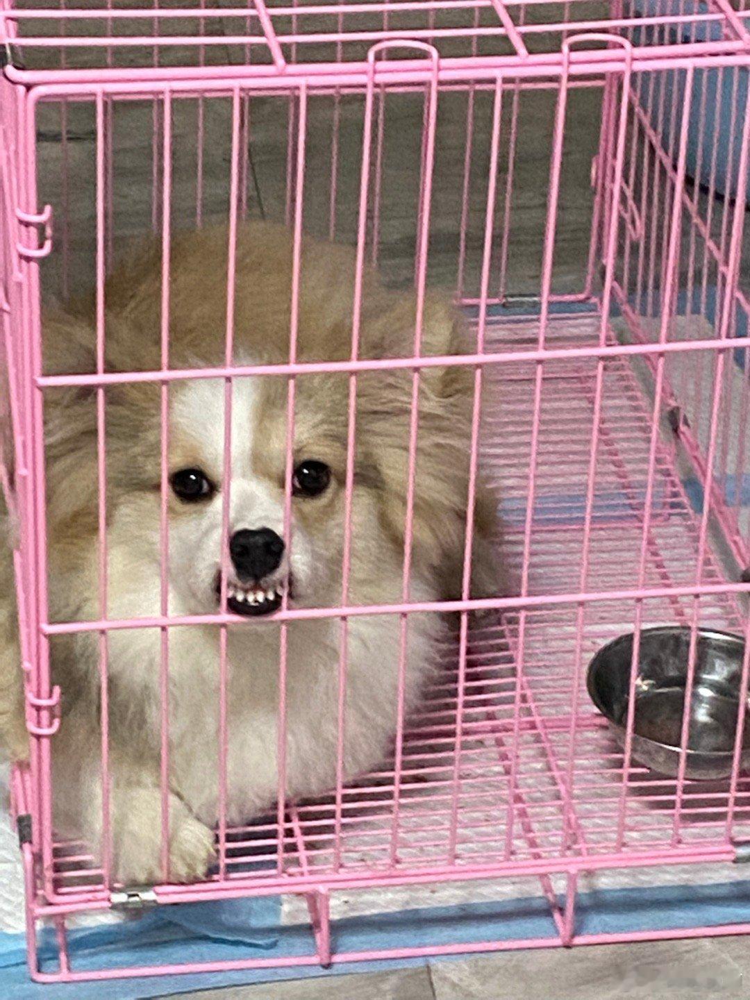谢谢你我的宝[666]#柯基[超话]# ​​​