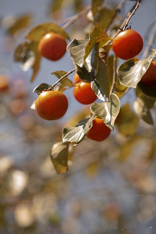 女子连吃好几个柿子致肠梗阻 秋天柿子红了，看着就诱人，可别贪嘴，柿子好吃，但鞣酸