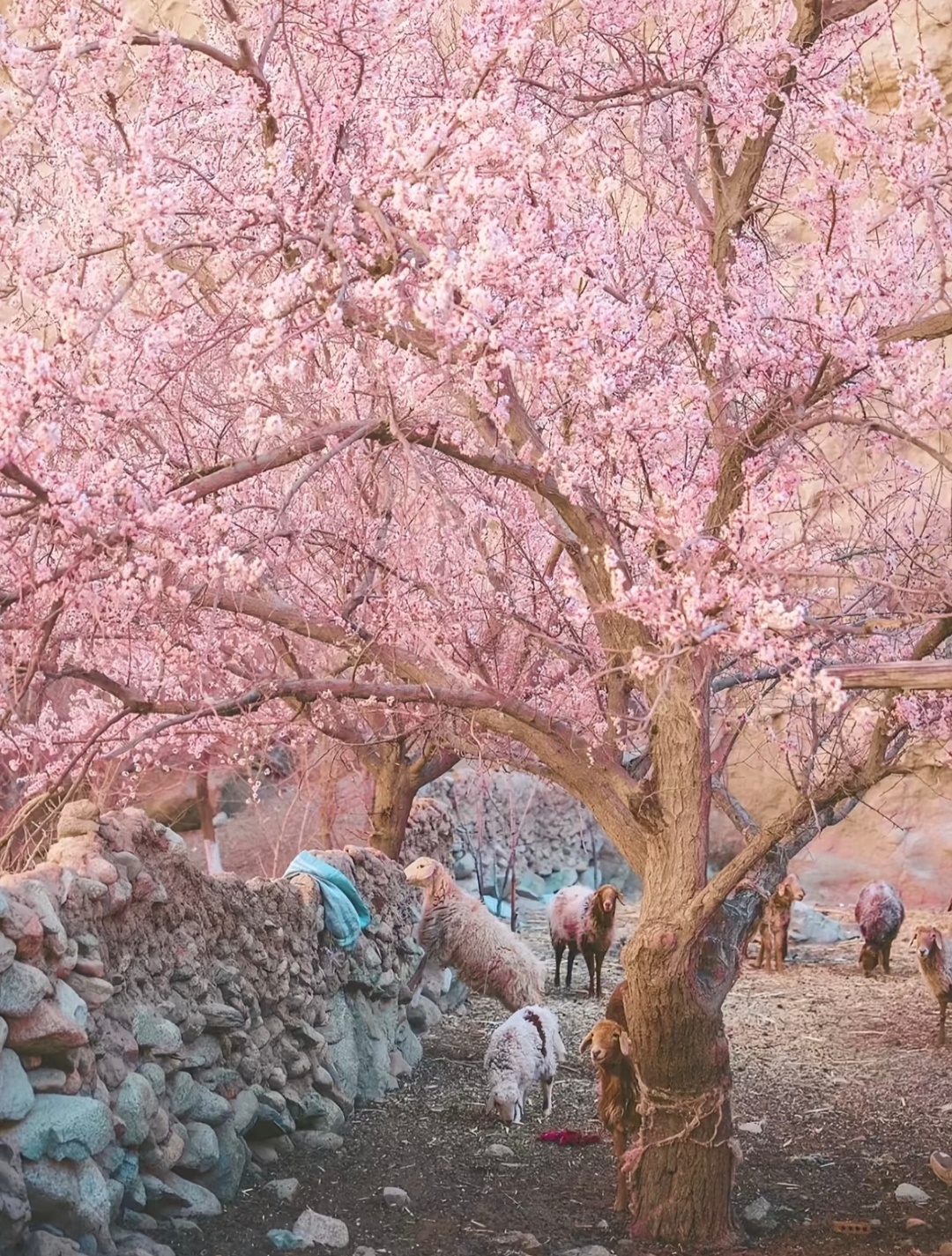 “  春日游，杏花吹满头 … ” 