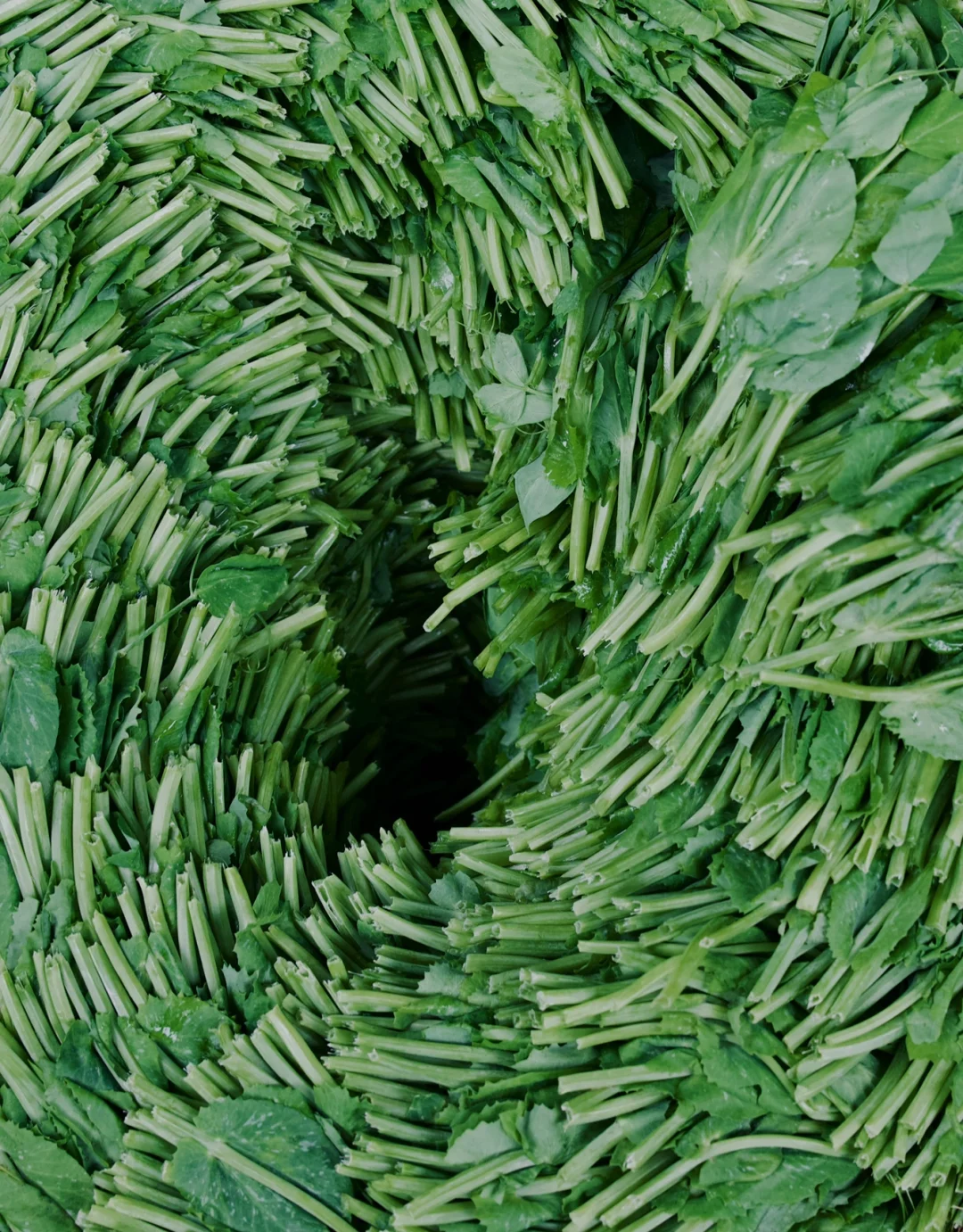 据说这个菜只有川渝最常见