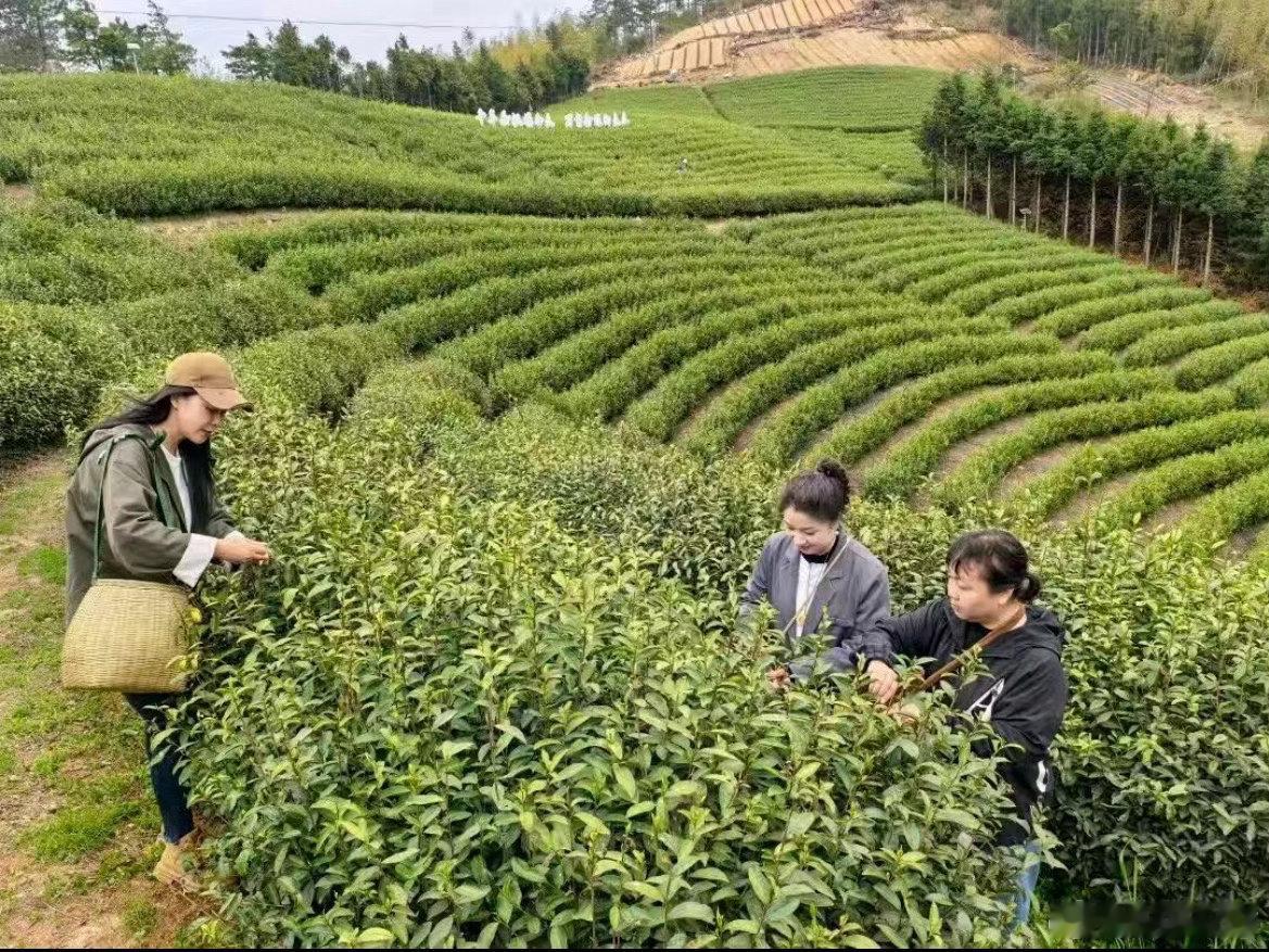 台州青年用青春处方帮家乡跑出共富加速度天台石梁青年干部走进茶园共富工坊，沉浸式调