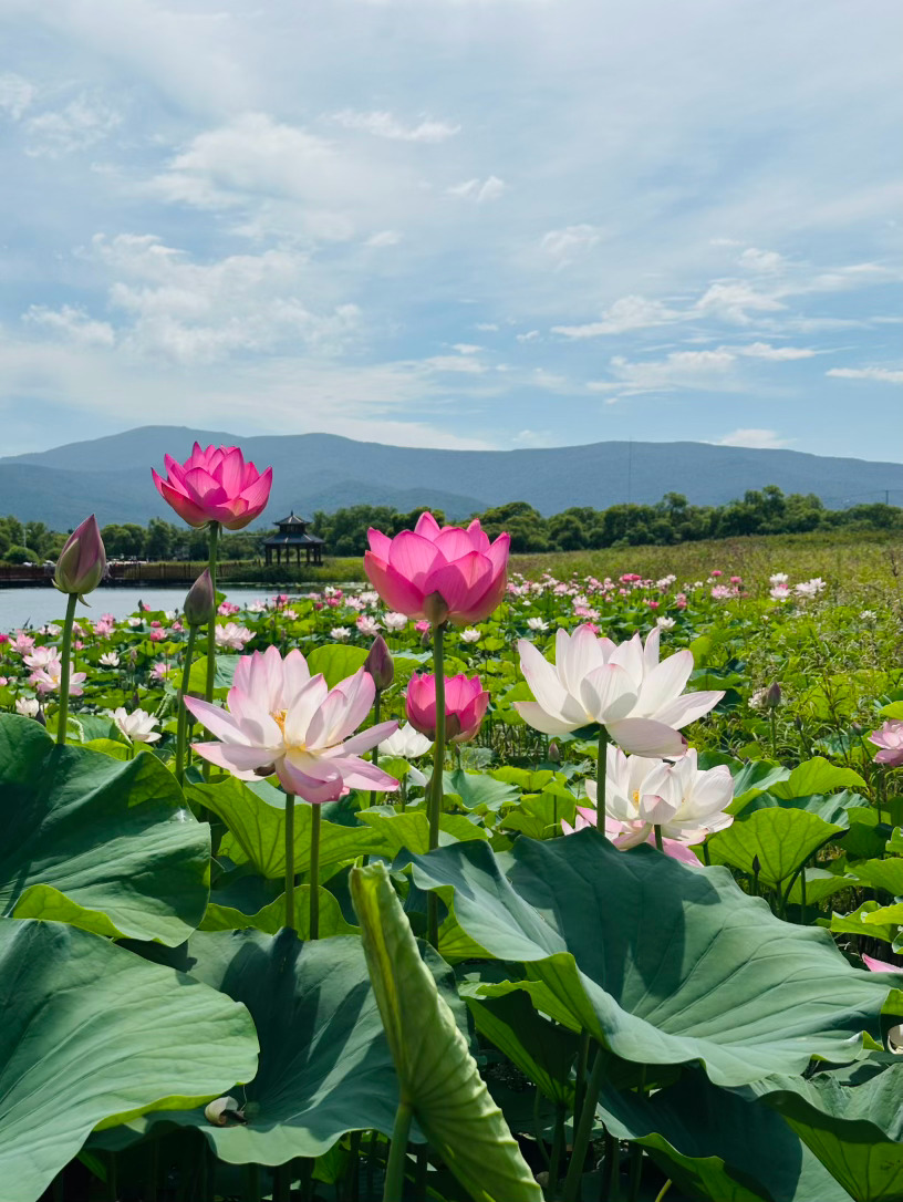旅行 黑瞎子岛湿地公园，超美，荷花开得尤其旺盛，OOTD十分应景 抚远·黑瞎子岛