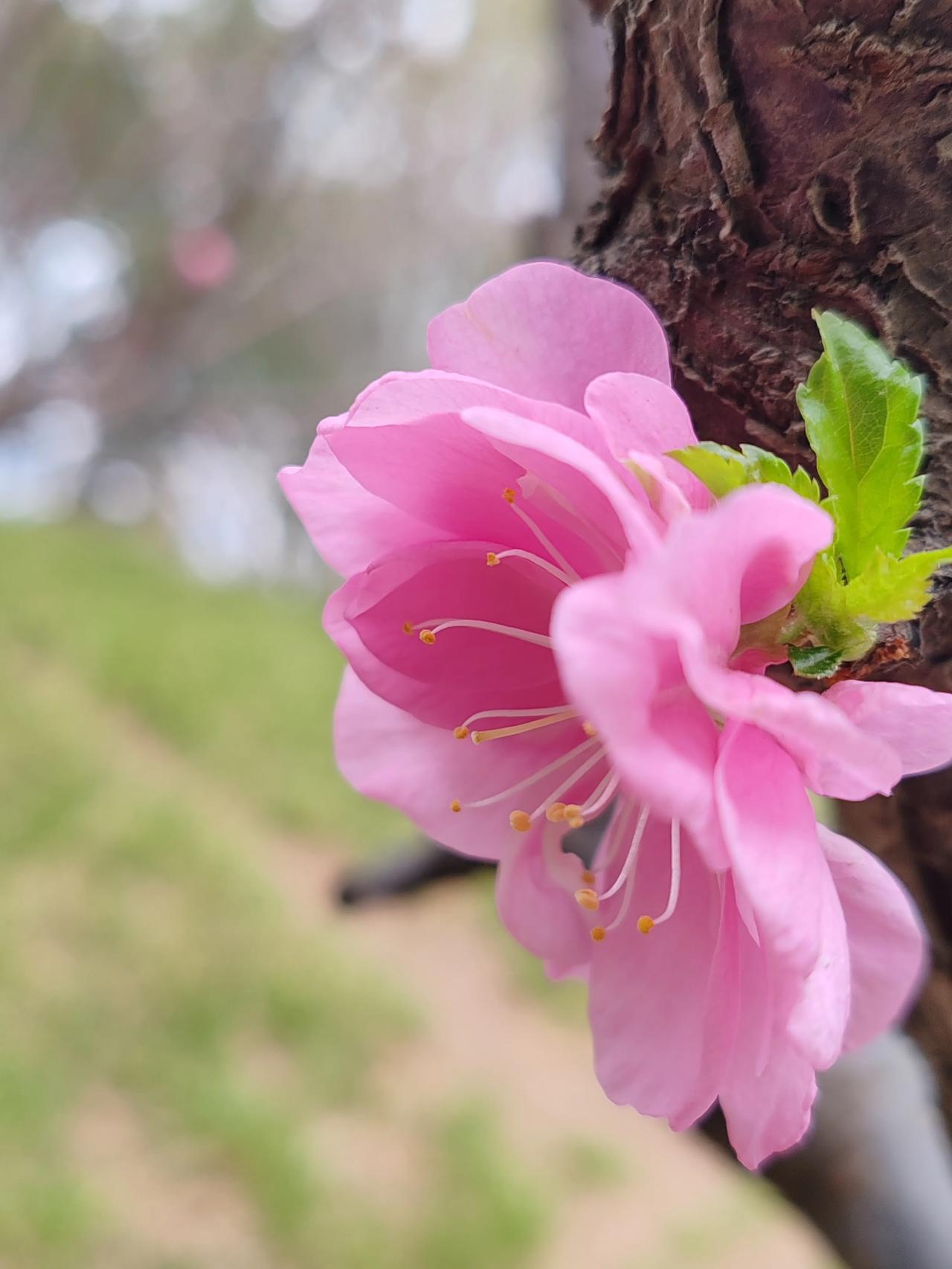 一朵鲜花盛开图