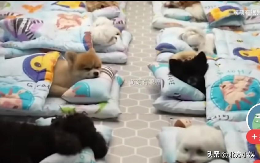 天啊，现在狗比人都金贵！现在的狗都上幼儿园了，而且学费比孩子上幼儿园都贵！

上