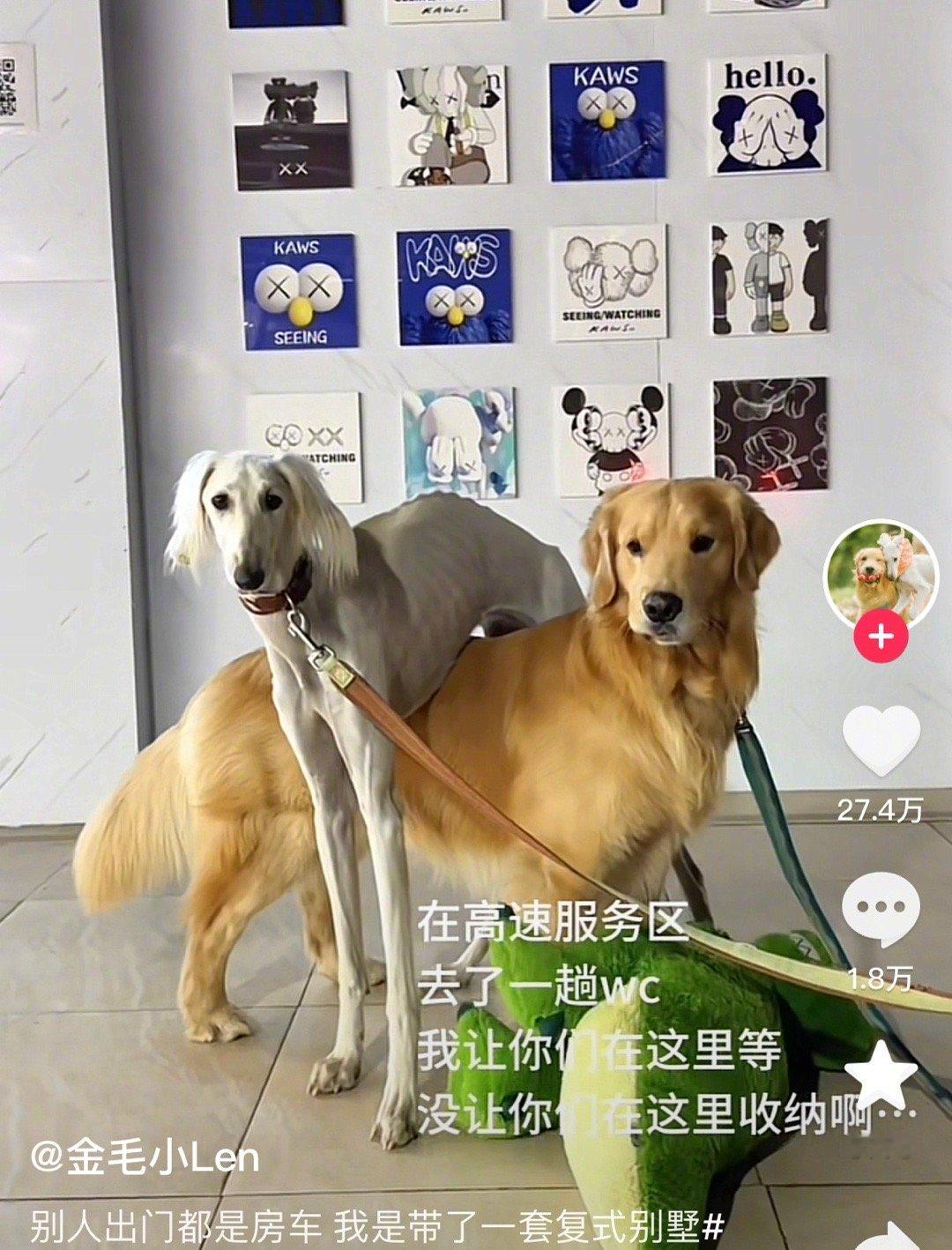 柯基：没出场 没惹任何人 ​​​