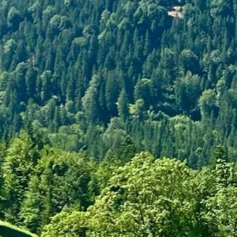 每日一善[超话]  🌿阳光信用每日一善 🌿熊猫守护者[超话] 生活就像抖音，