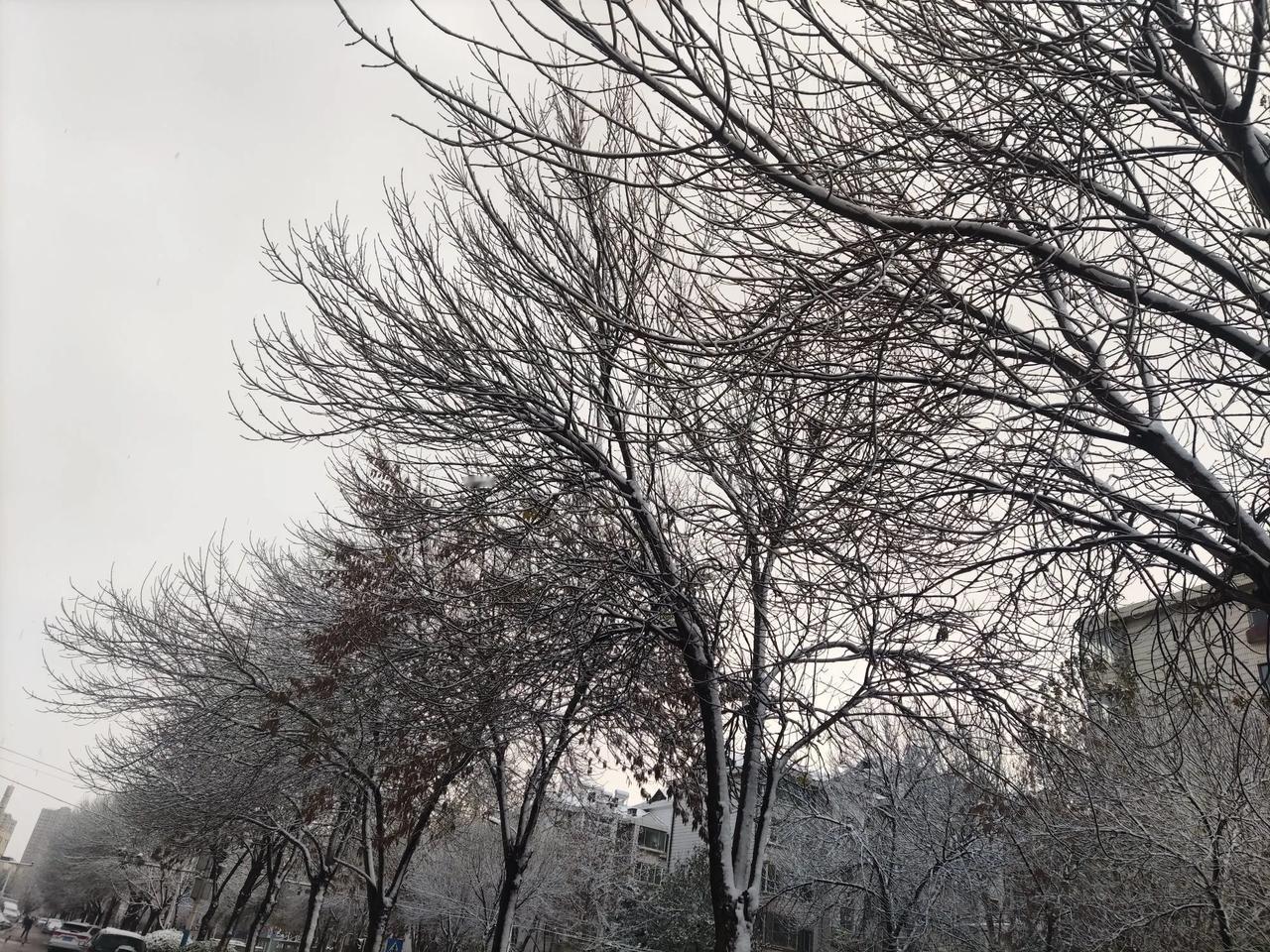 烟台雪窝的绰号怕是不保了[捂脸]。前段时间烟台第一场大雪，一天的时间地上连个雪花