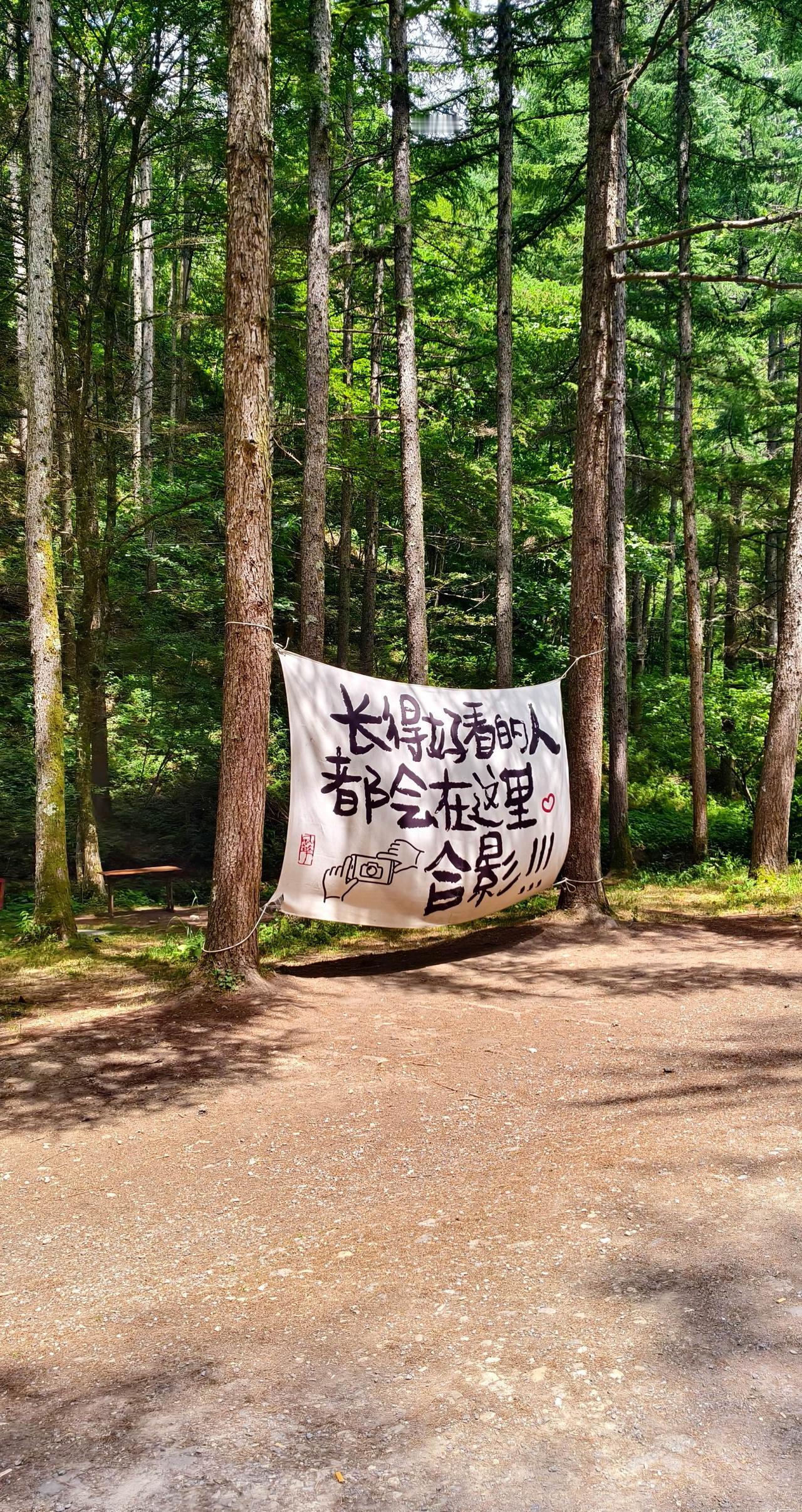 标牌森林 治愈系自然角落 自然林场