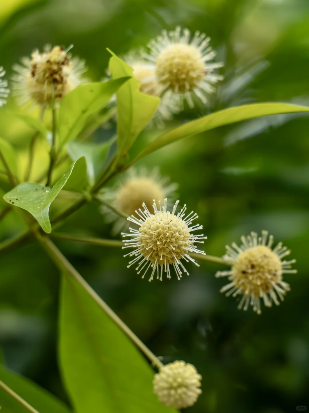 水团花 | 长满小太阳的植物
