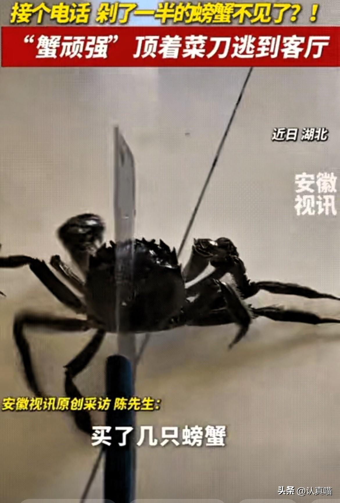 万万没想到！
湖北大哥剁螃蟹的两分钟空当，
居然见证了一场“生命突围战”！

大