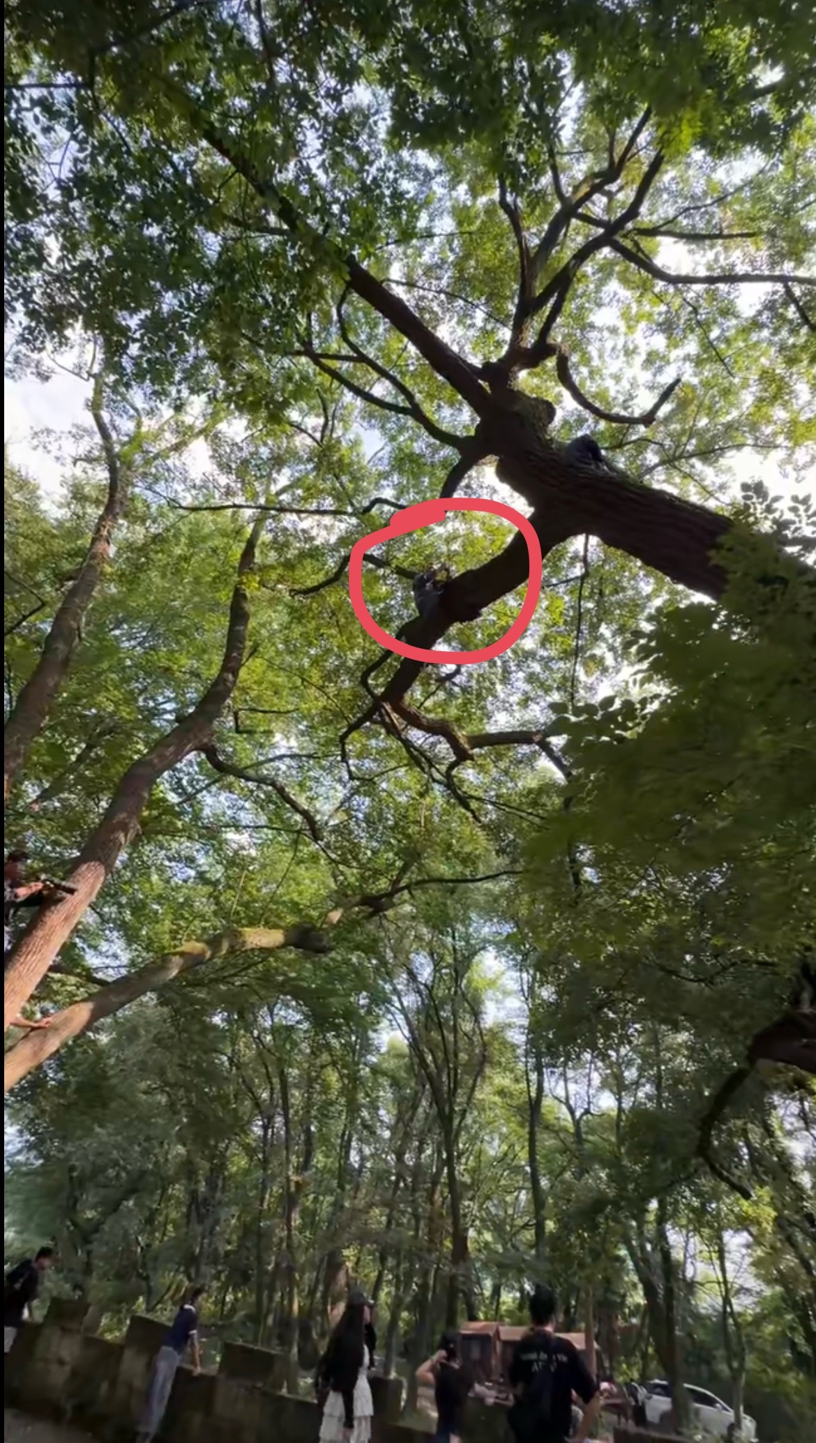 树上长满代拍 是啥样的？简单一搜，难怪大哥震惊。怎么上去的！！这这这，这是，特种