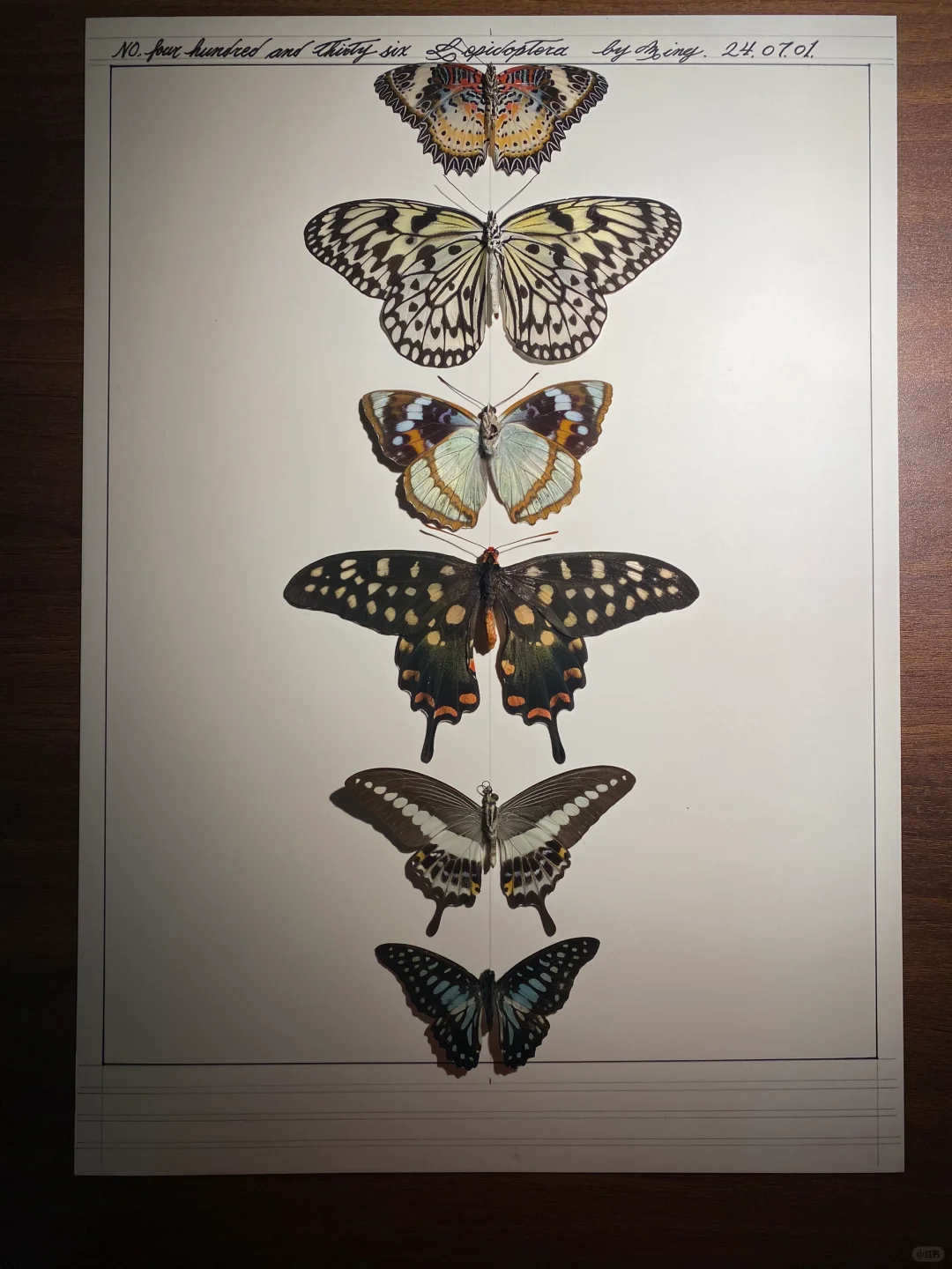 同行们，你们做标本时都在听什么音乐？