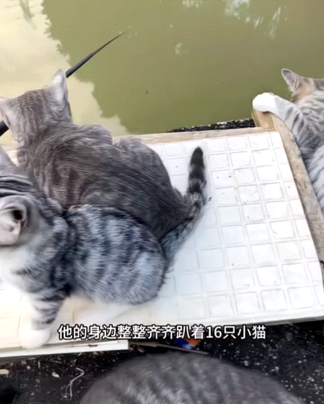 笑不活了！广东一名男子去户外钓鱼，可男子打好窝开始钓鱼时，他的身边竟来了整整16