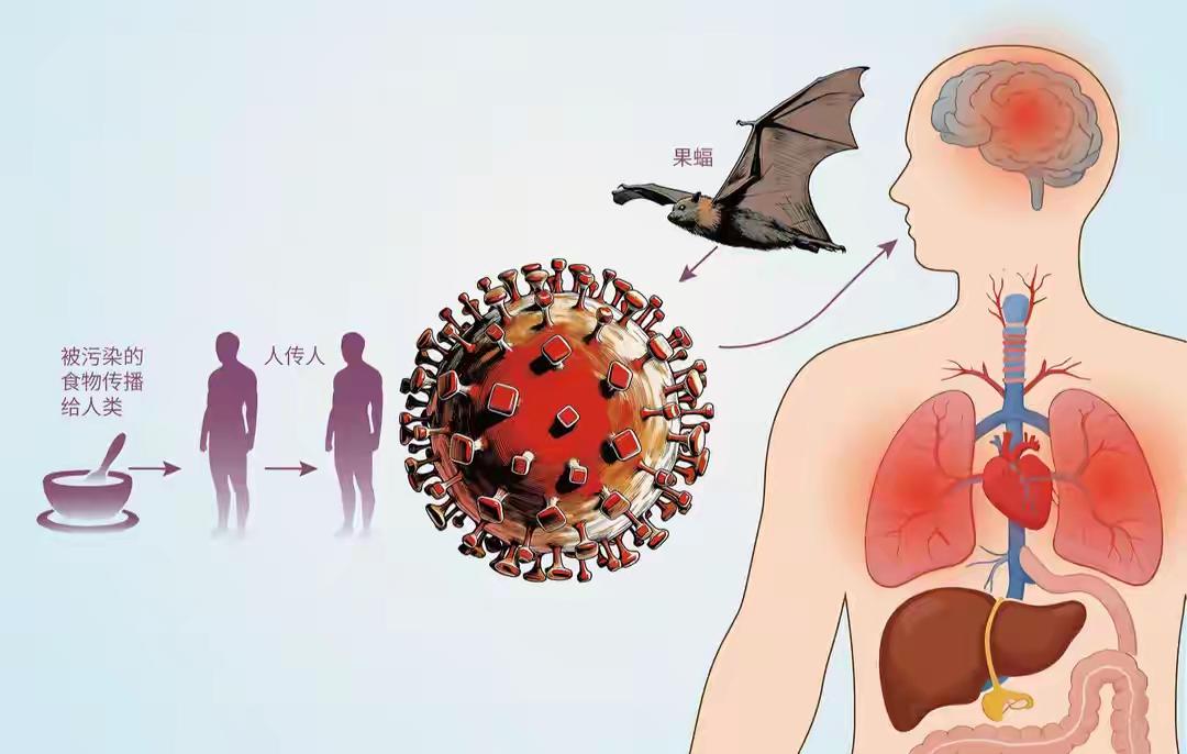 印度捕获9蝙蝠 1只有尼帕病毒抗体 印度捕获9只蝙蝠，其中1只有尼帕病毒抗体，这