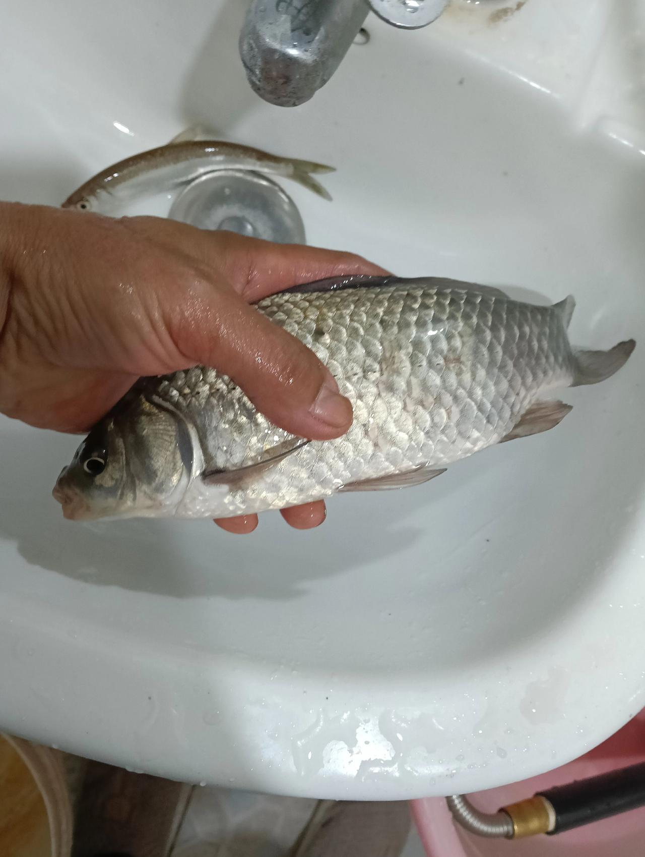 饵料，鱼鱼，鱼竿，鱼漂，橱窗里面购买