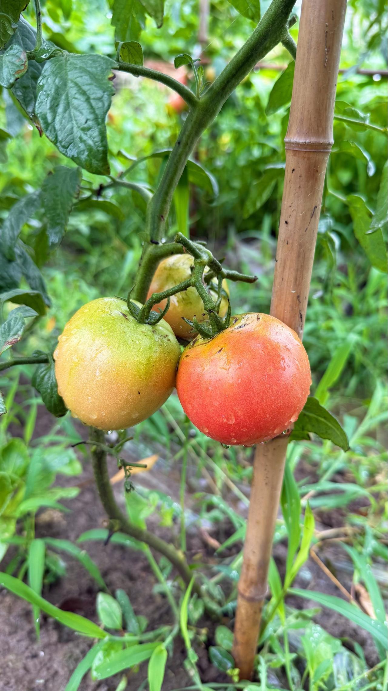 雨后菜园，一片清新自然，虫鸣蛙叫带我回到儿时的快乐时光！
