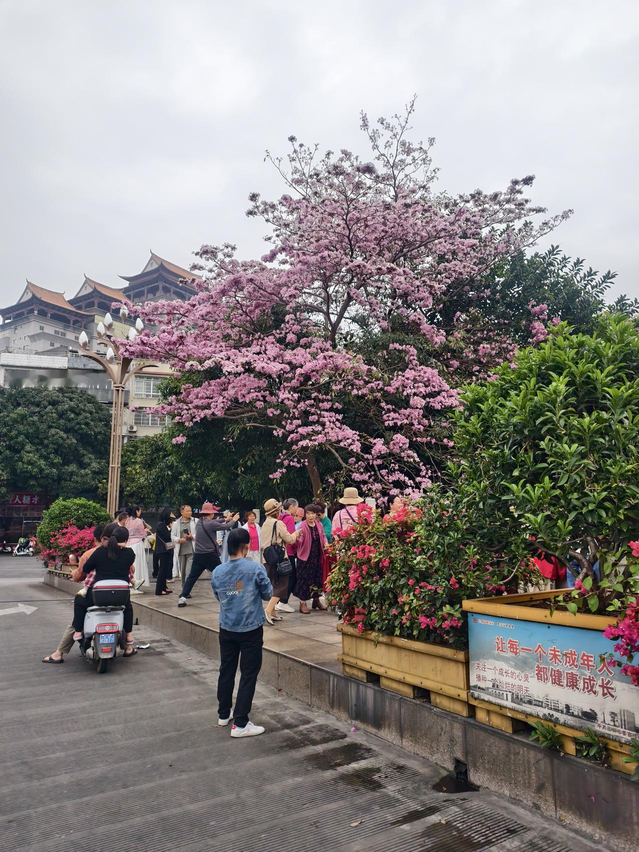 云香桥的这棵木棉花今年出彩了……[呲牙][呲牙][呲牙]