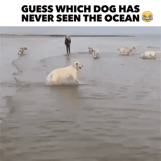 一眼就知道哪只狗子是第一次看海 