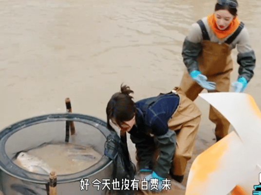白鹿没白录白鹿素材够了就收工抓鱼环节白鹿忍着难受录素材，全程认真不敷衍，录完说停