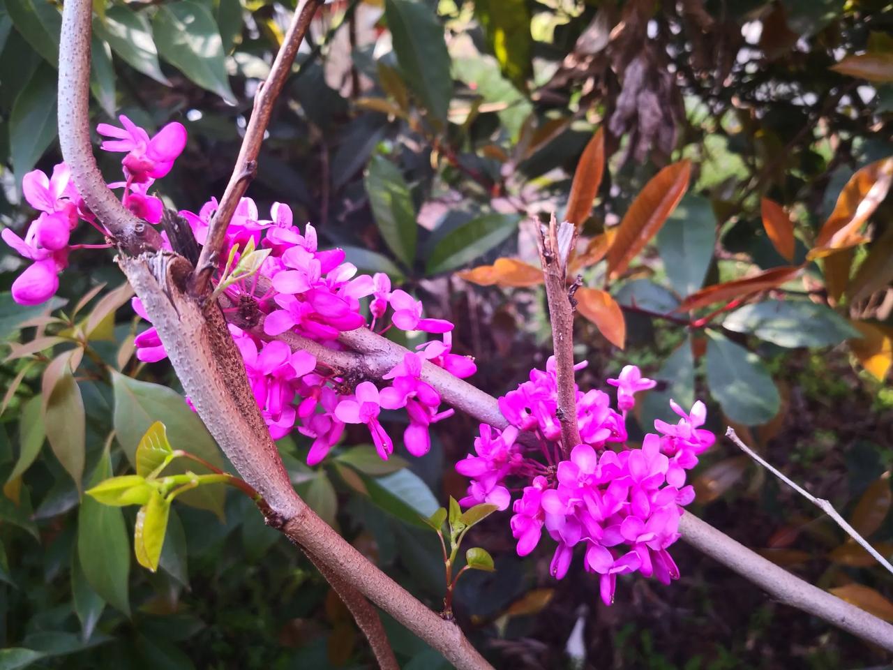 #分享一下你相册里的一张花朵#
一个季度一朵花