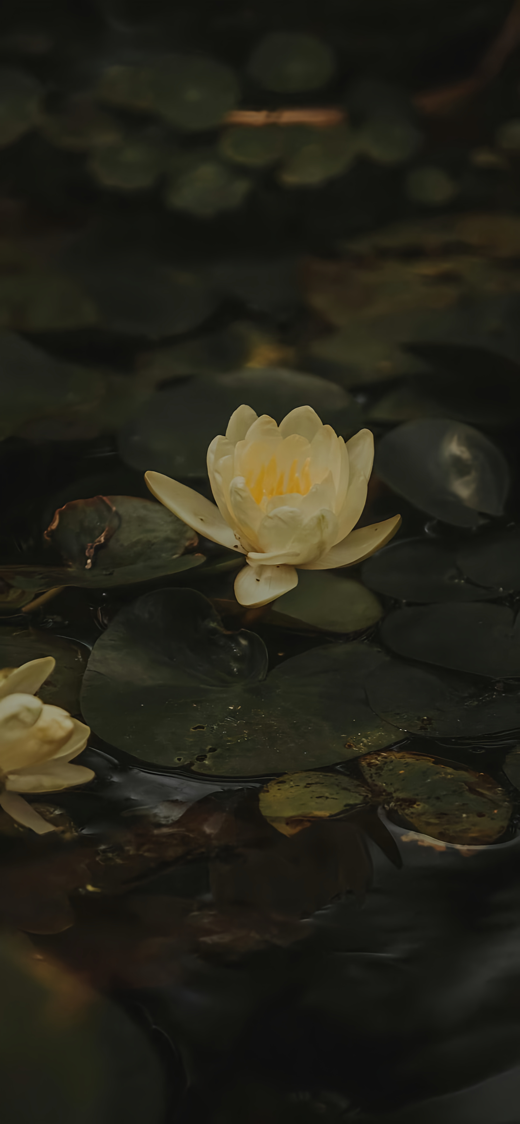 𝐬𝐡𝐚𝐫𝐞 · 壁纸 