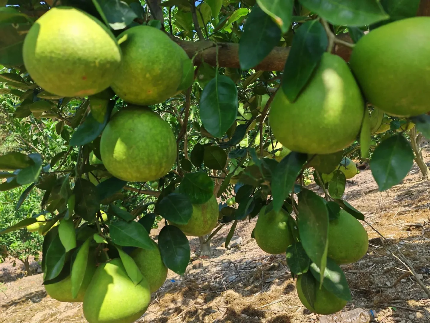 我敢说全网90%的人没有吃过这种柚子！