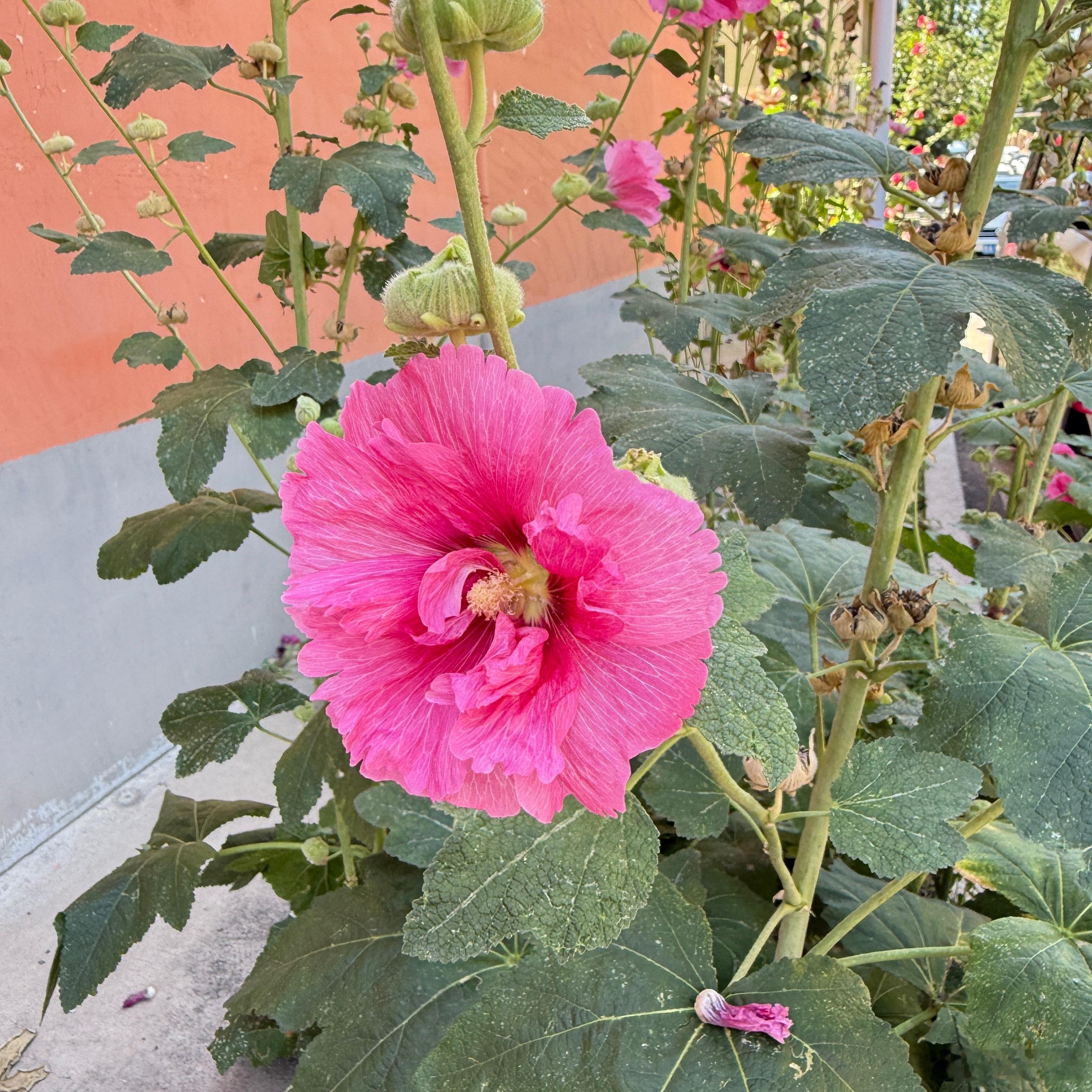 花儿朵朵开 