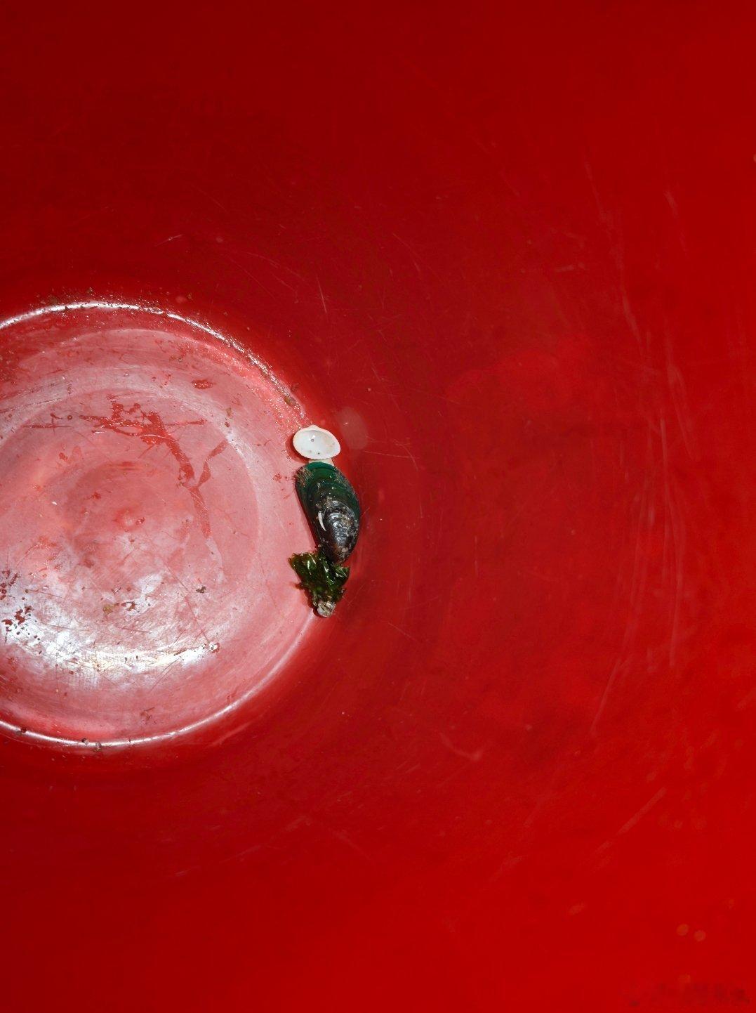 吃完饭去赶海，捡到一个青口了，反正我没有空军