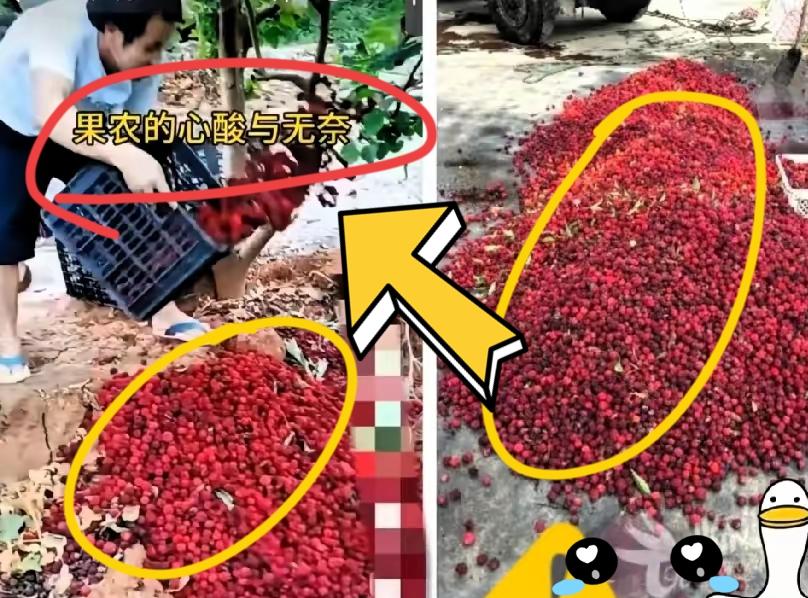 福建漳州的杨梅泡药事件现在已经开始自食恶果了，经销商卖不出去，没人收购，果农手里