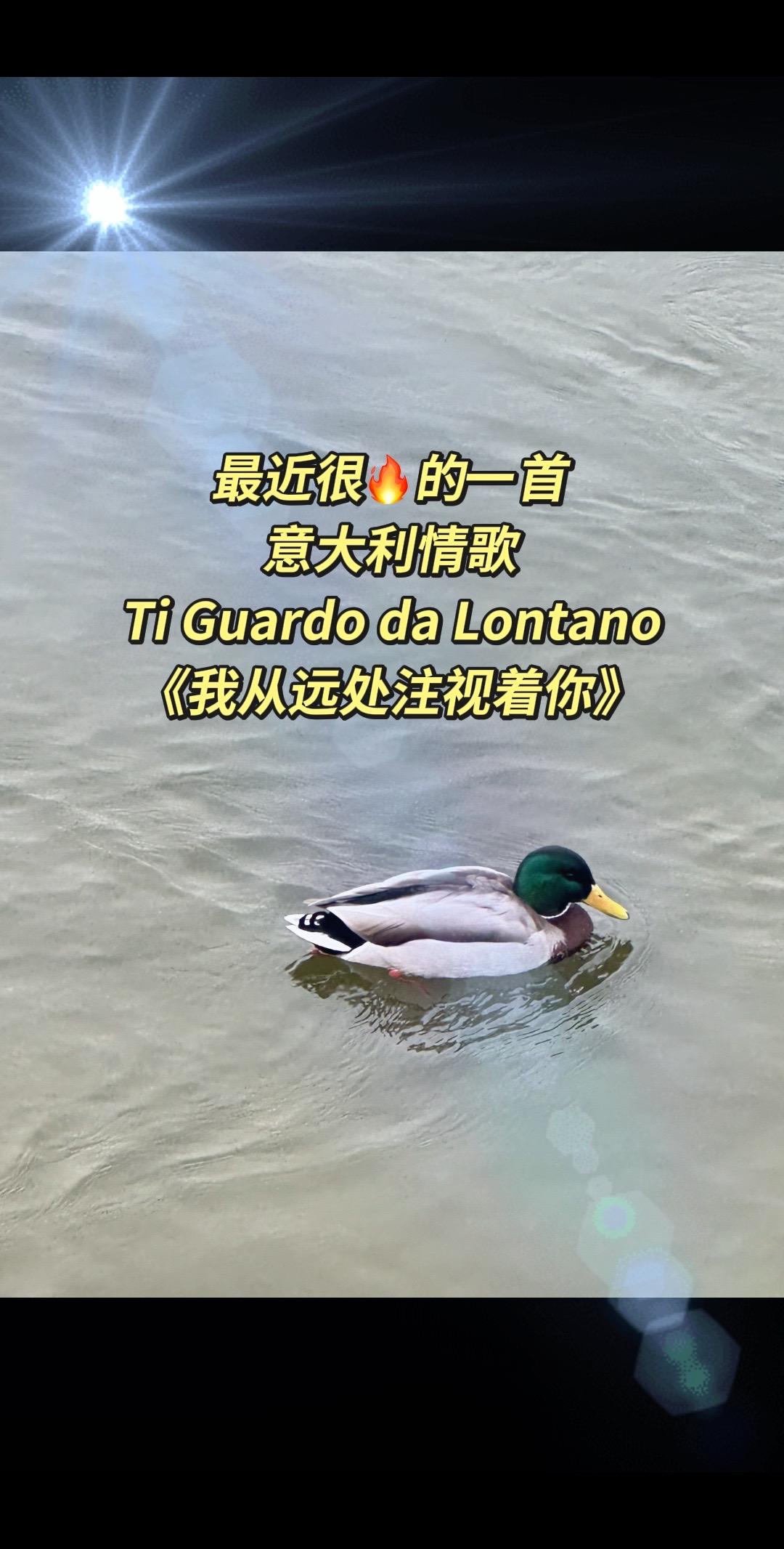 Ti Guardo da Lontano》
我从远处注视着你，像这只鸭子一样，把