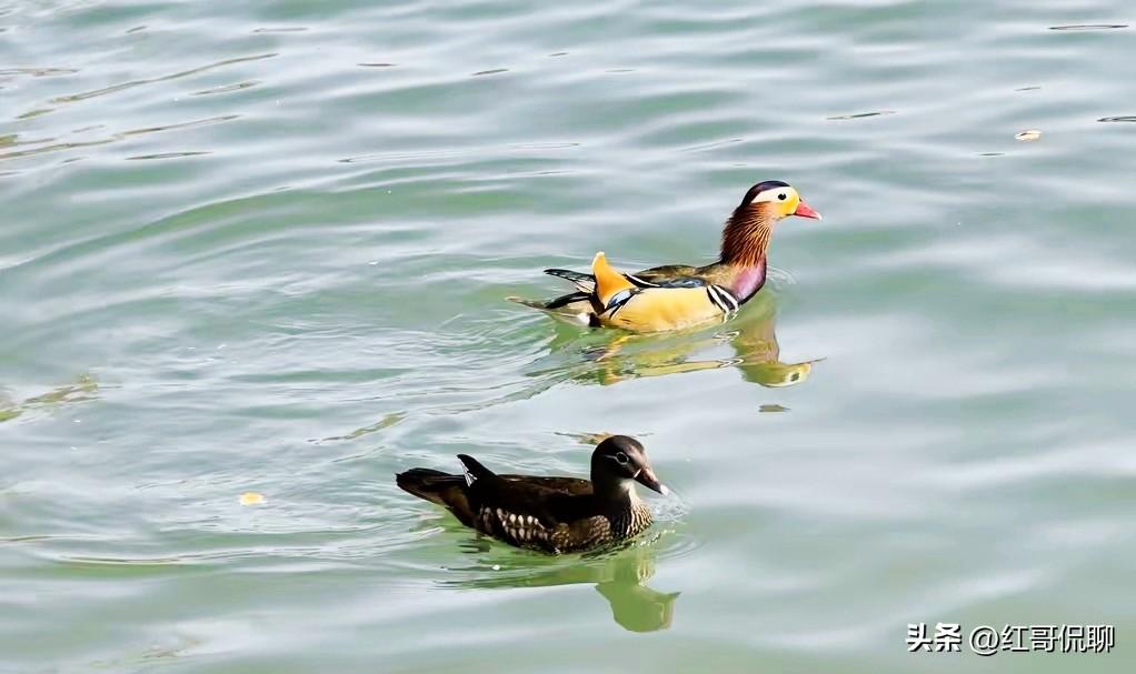 北京春色渐浓，周日各个公园春光乍泄，游人如织，颐和园几处春景令人心旷神怡，赋诗一