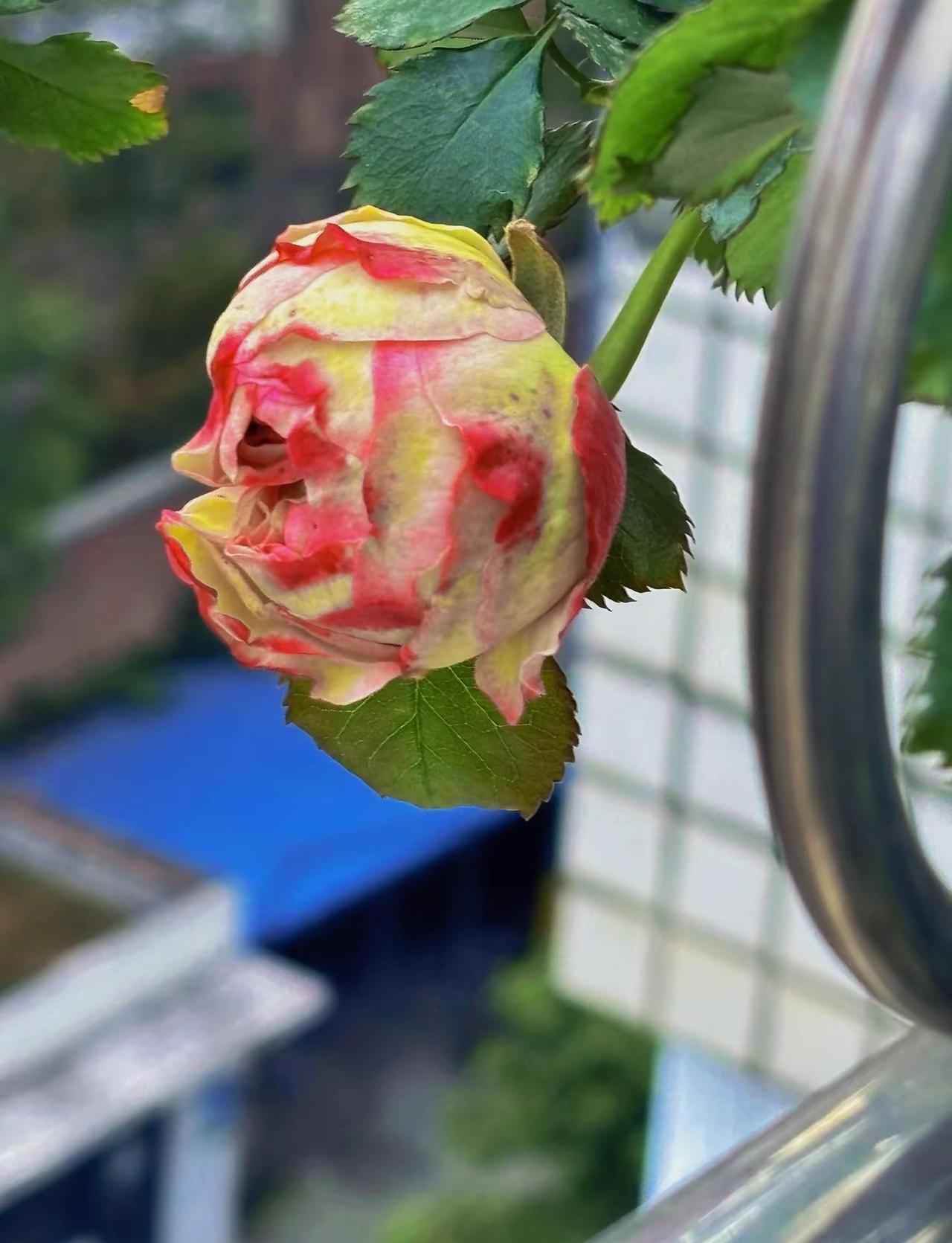 成都的太阳轮休着来？看嘛？花都开的，半开不半开的😂哼哼😒真气人