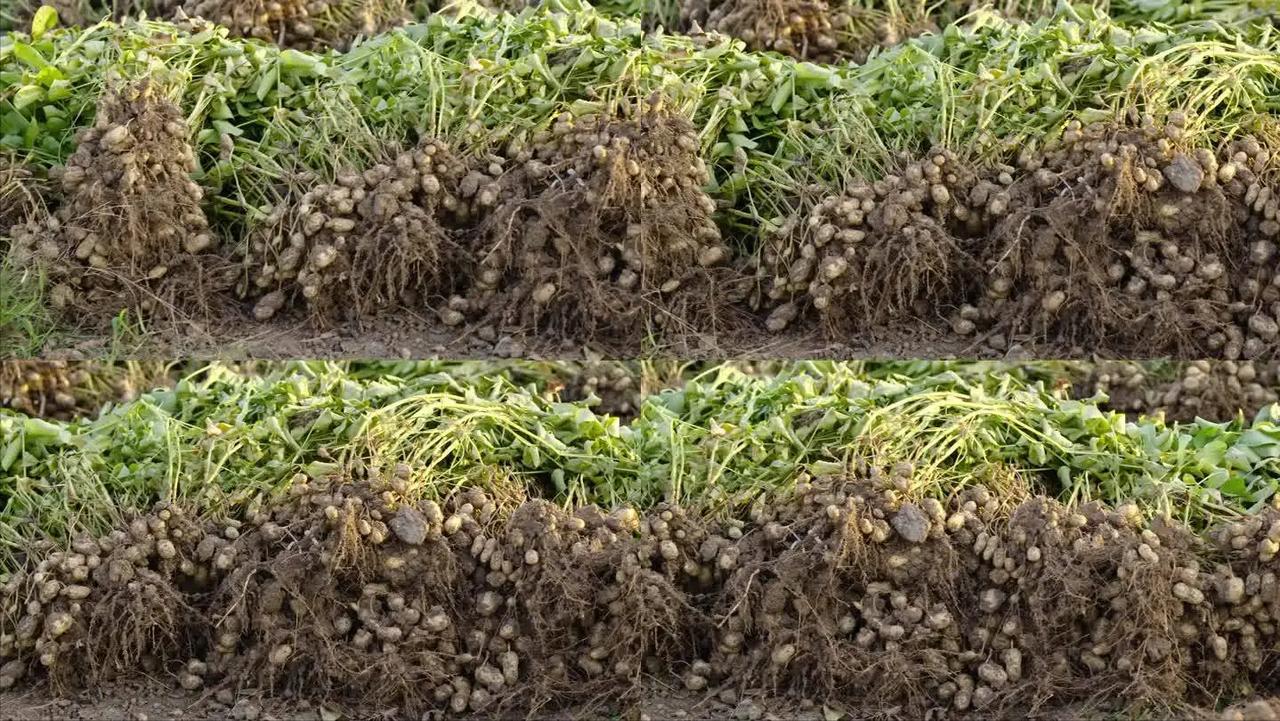 为了吃的健康，吃什么我都讲究“原汁原味”，可今天跟一个食品厂的技术员聊天后，让我