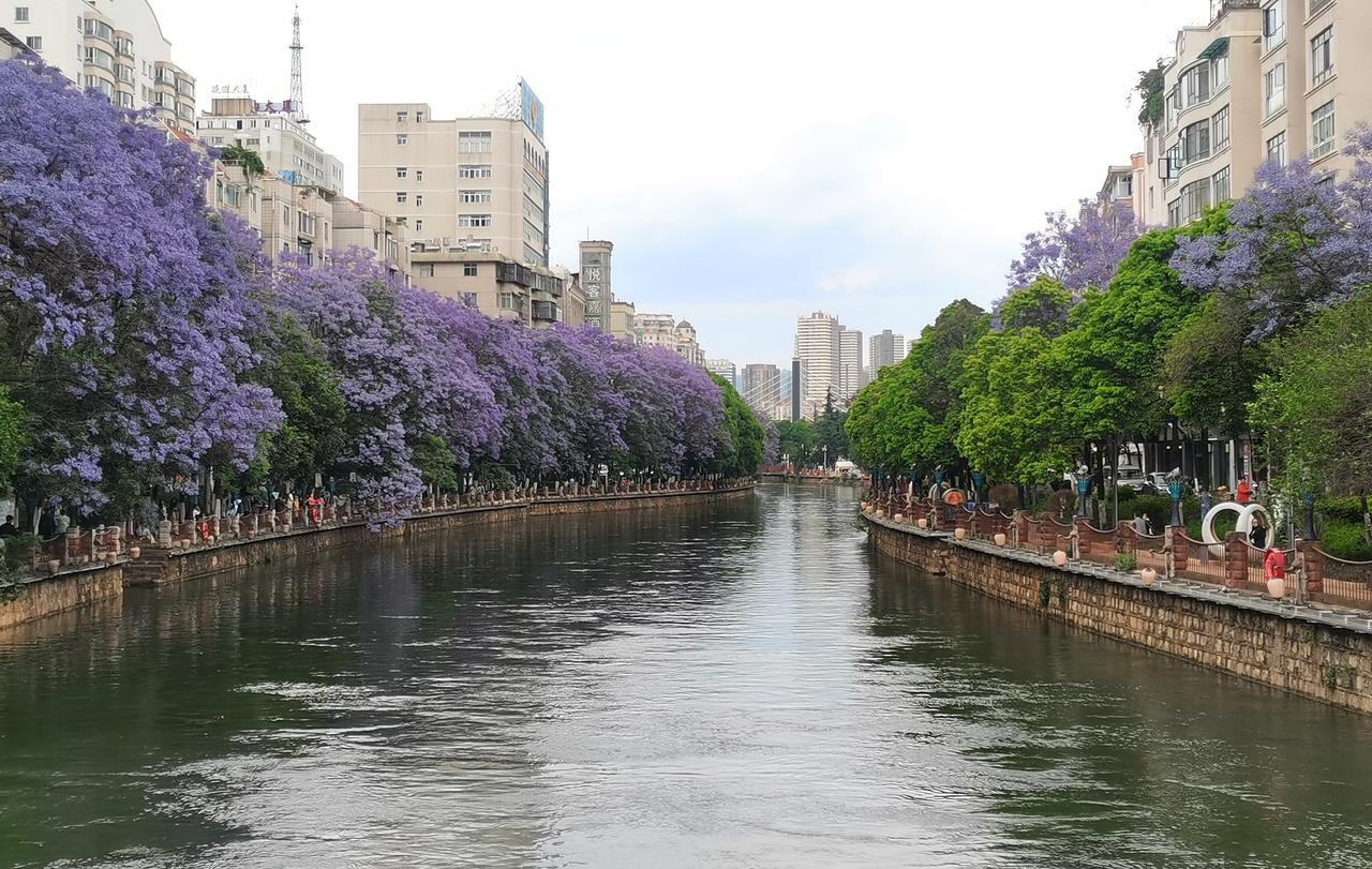 花语为“在绝望中等待爱情”的蓝花楹，本身自带忧郁、深情、浪漫的元素。
它虽是外国