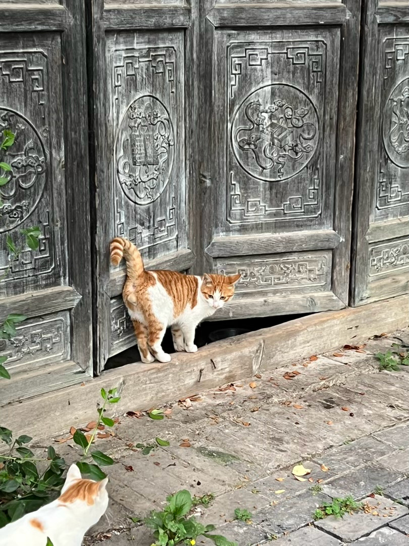 oi小猫咪 