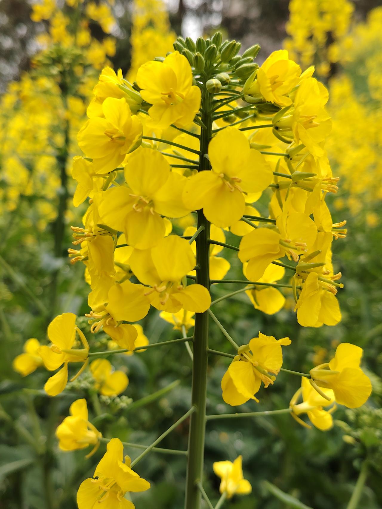 油菜花儿也美丽