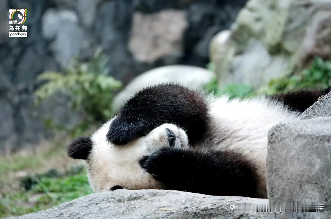 这是潘旺崽，好水灵的一个崽崽。

大熊猫 熊猫 

我是@森森爱生活 ，关注我，