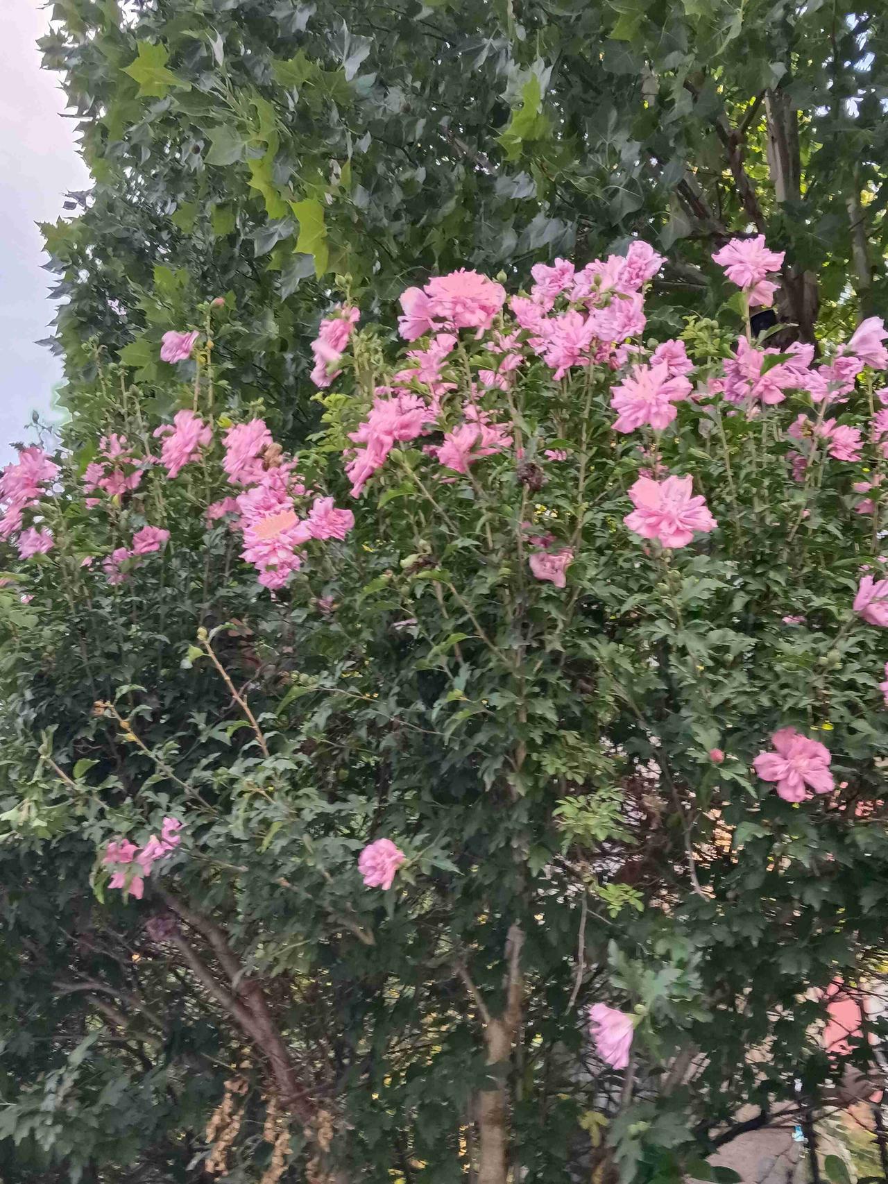 我的今日状态：😁轻松愉快
我这里的天气：☁️阴天