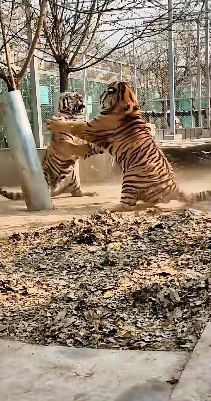 临汾市动物园园长被指不负责任，动物园里发生打架斗殴事件，全网都知道了，而身为园长